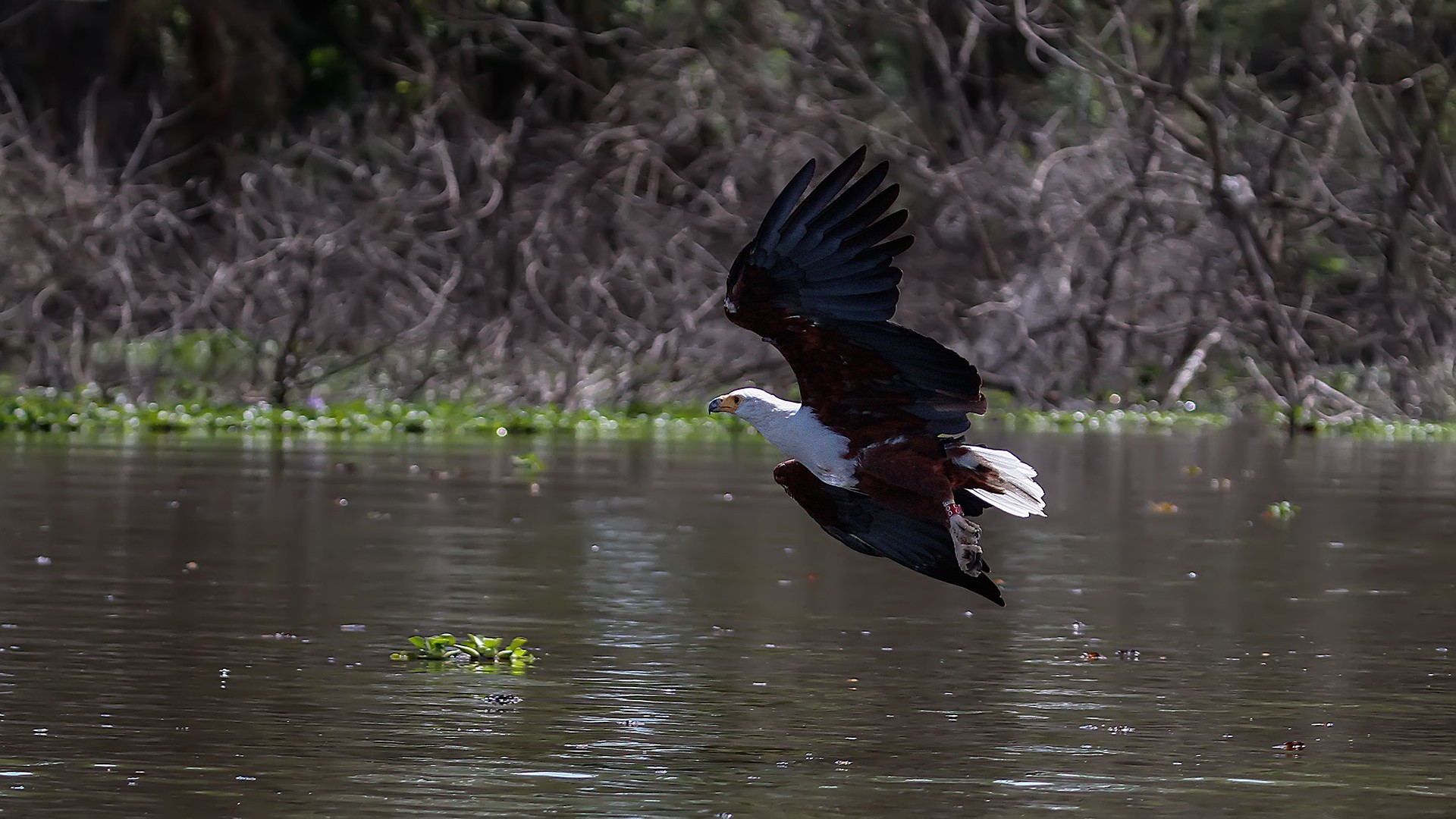 African Fish-eagle