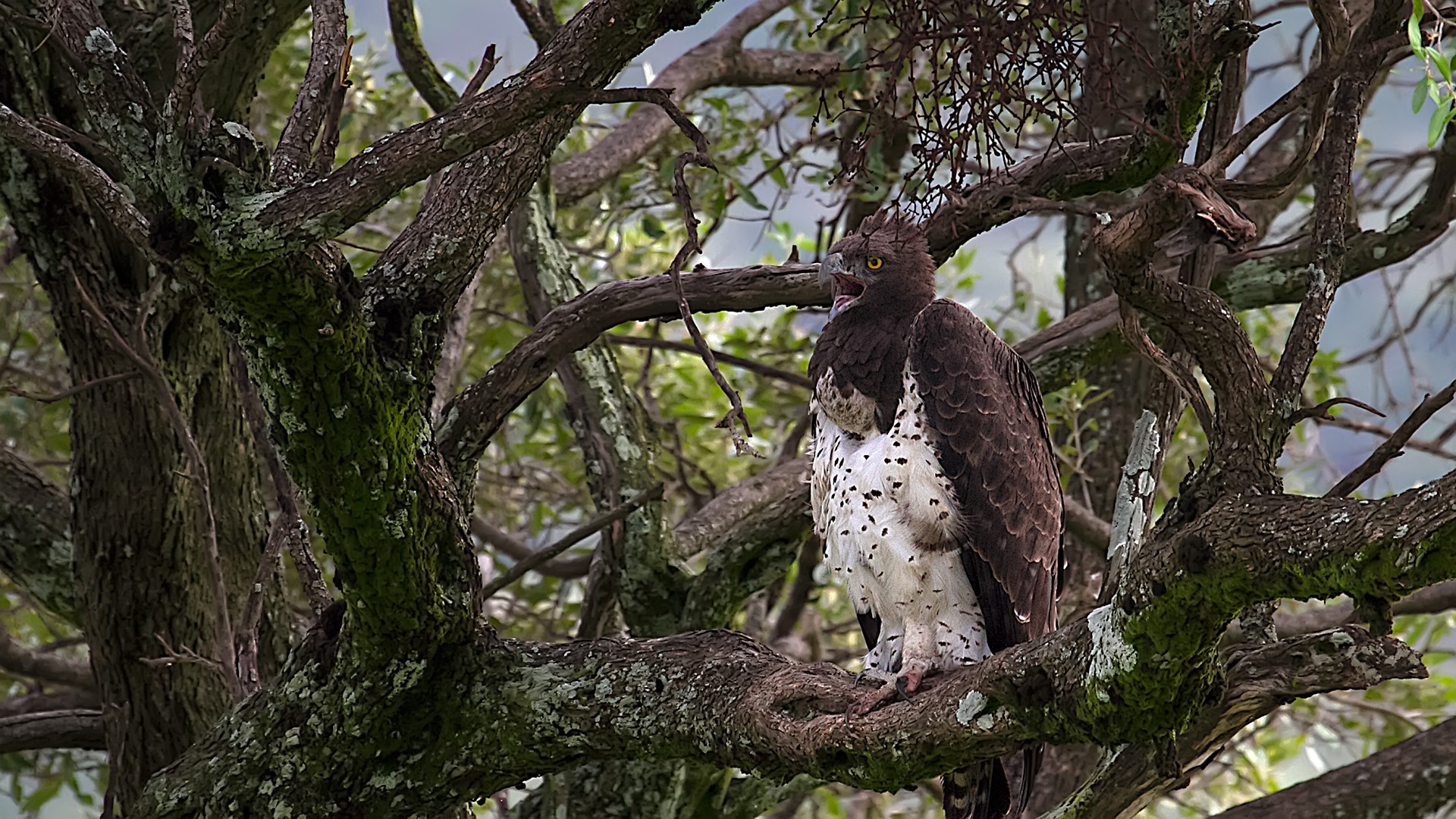 Martial Eagle