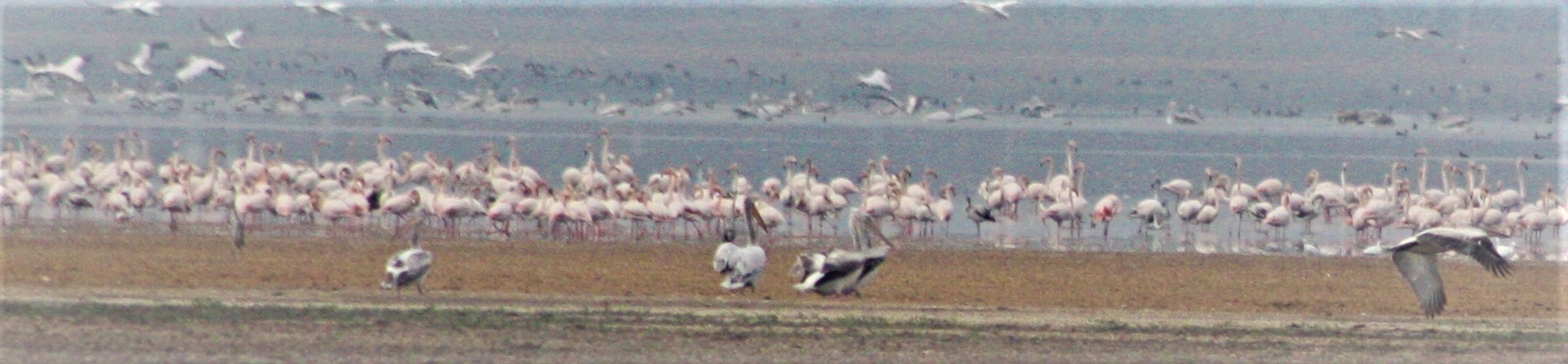 Flamingo