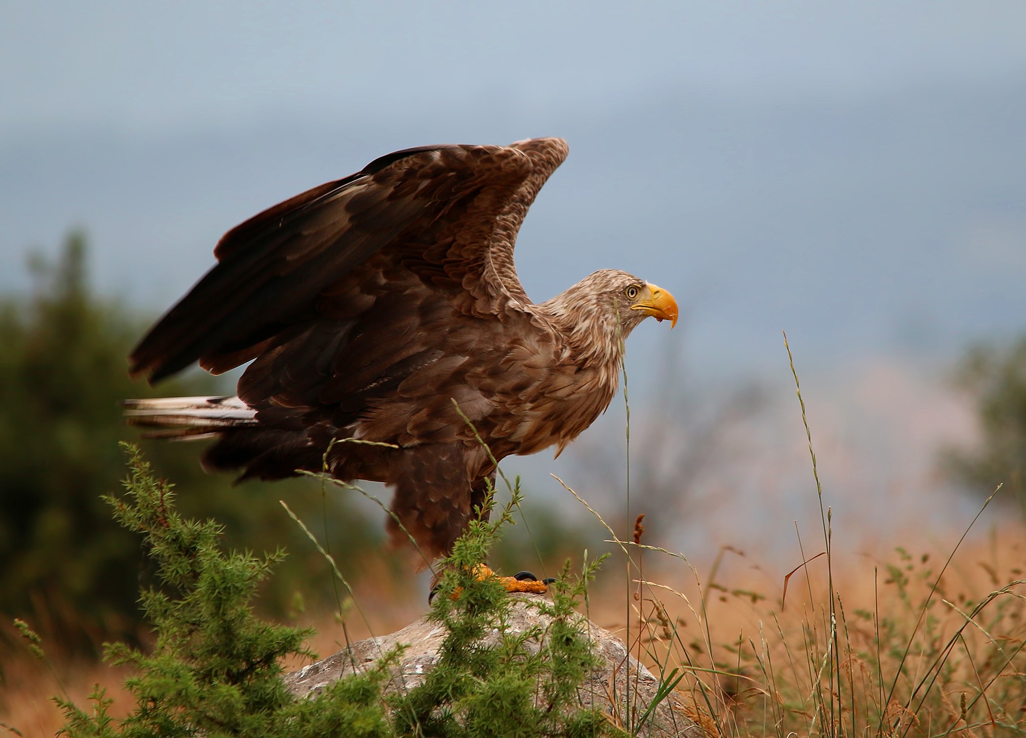Ak Kuyruklu Kartal