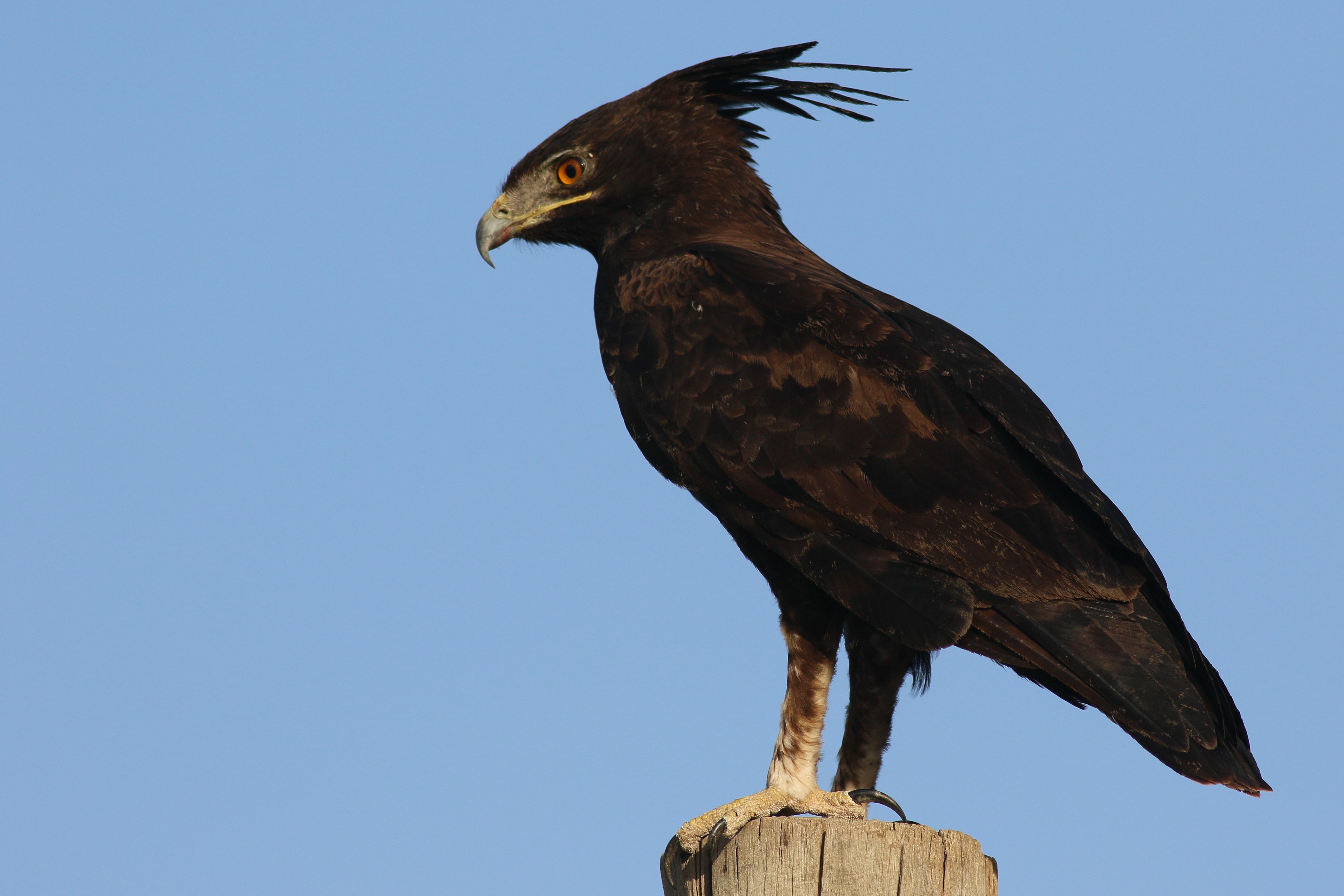 Long-crested Eagle