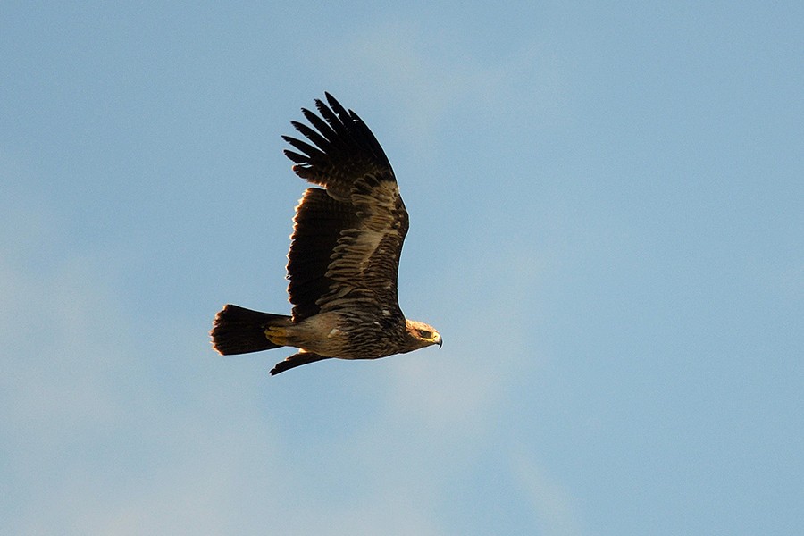 Şah Kartal