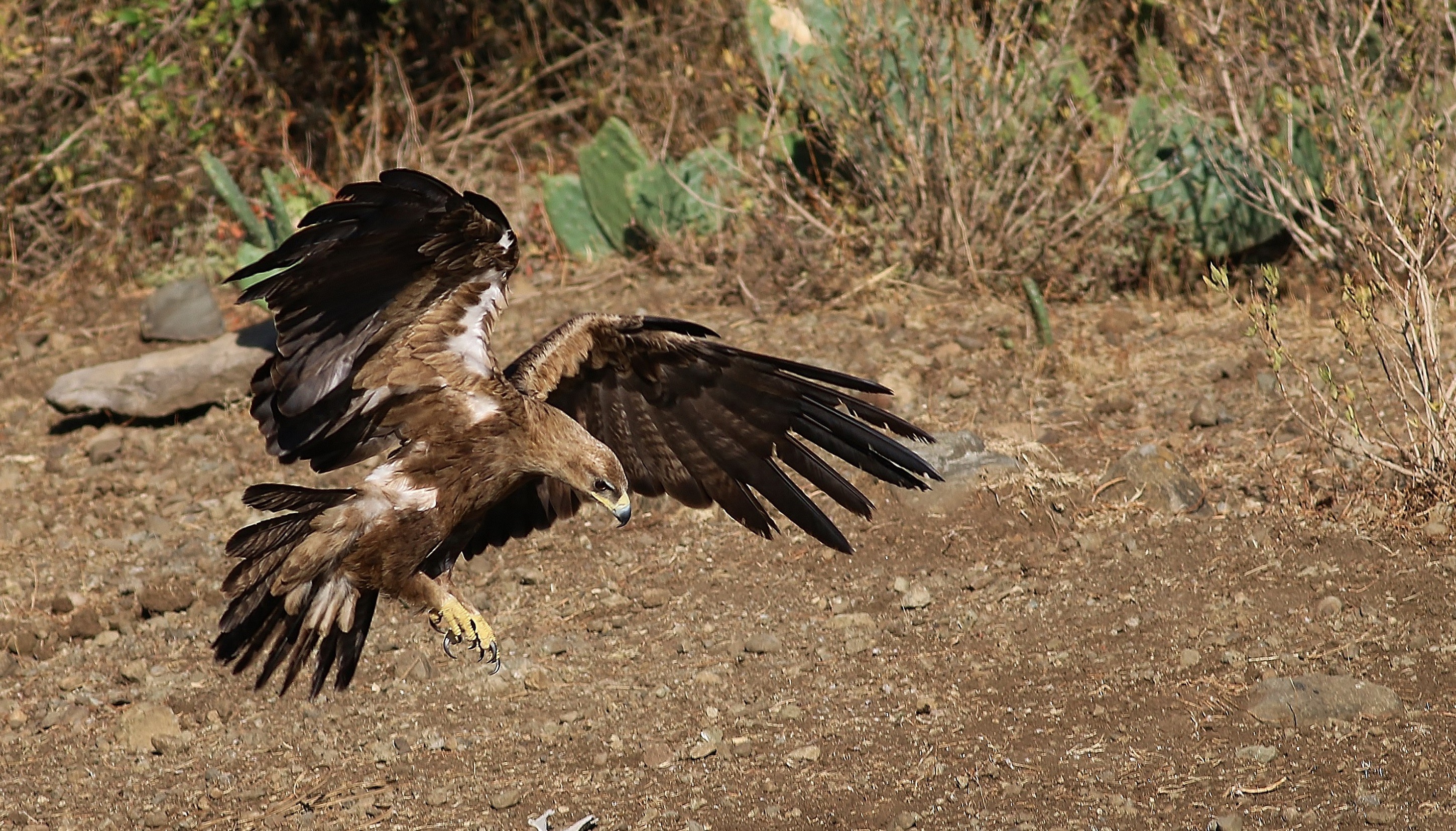 Tawny Eagle