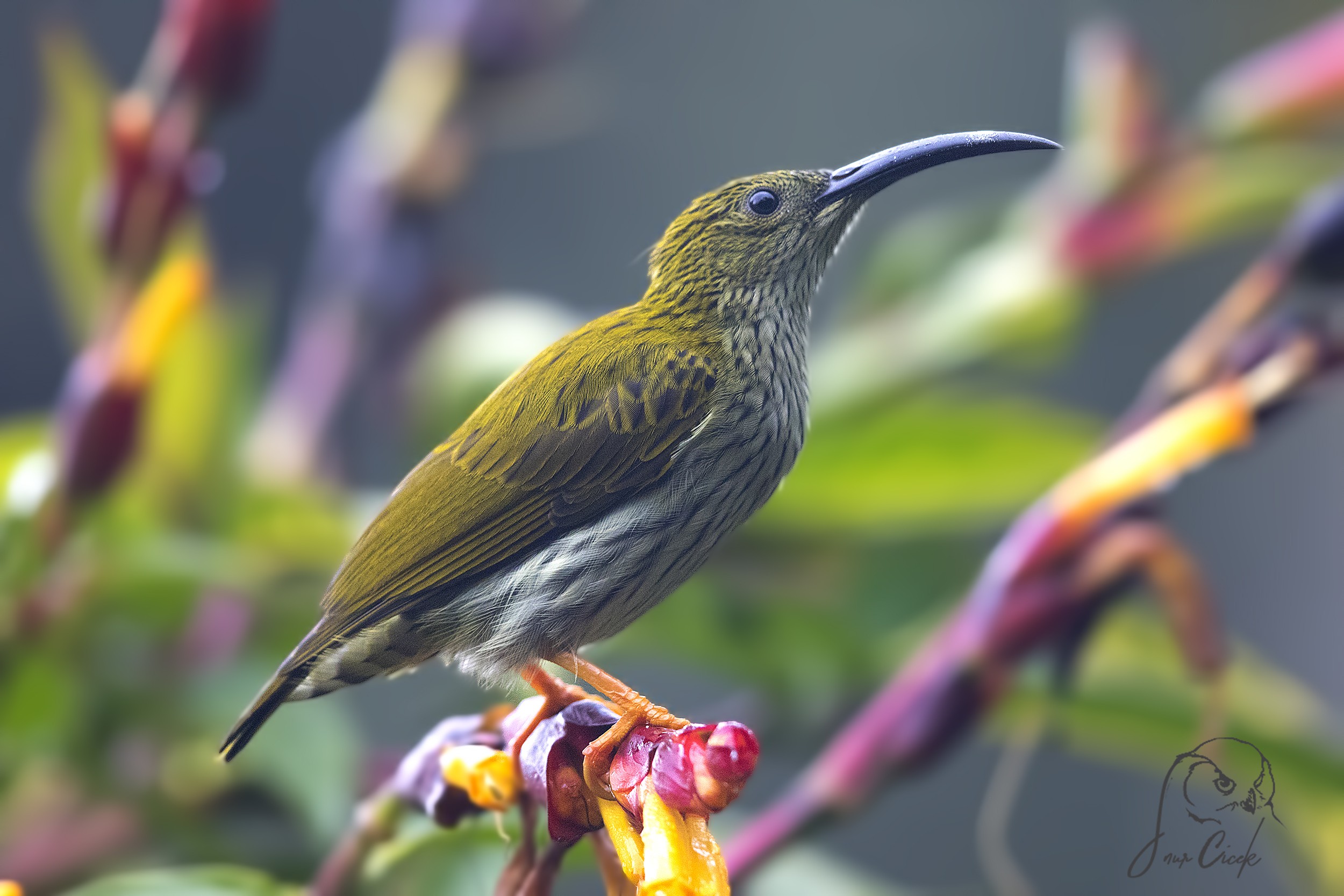 Streaked Spiderhunter