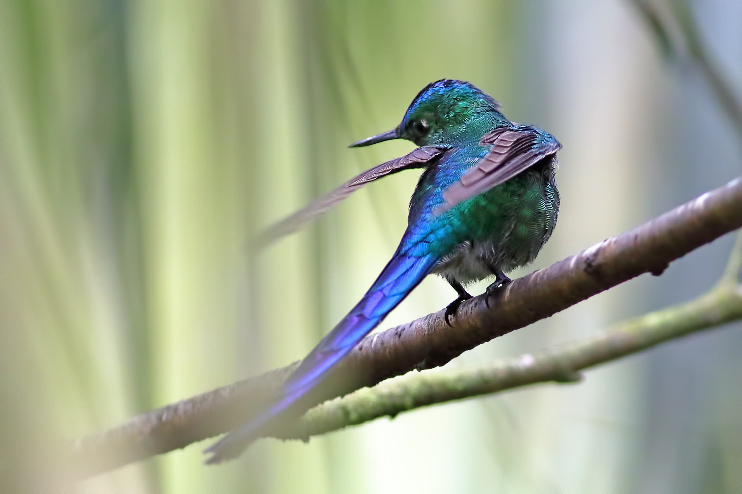 Violet-tailed Sylph