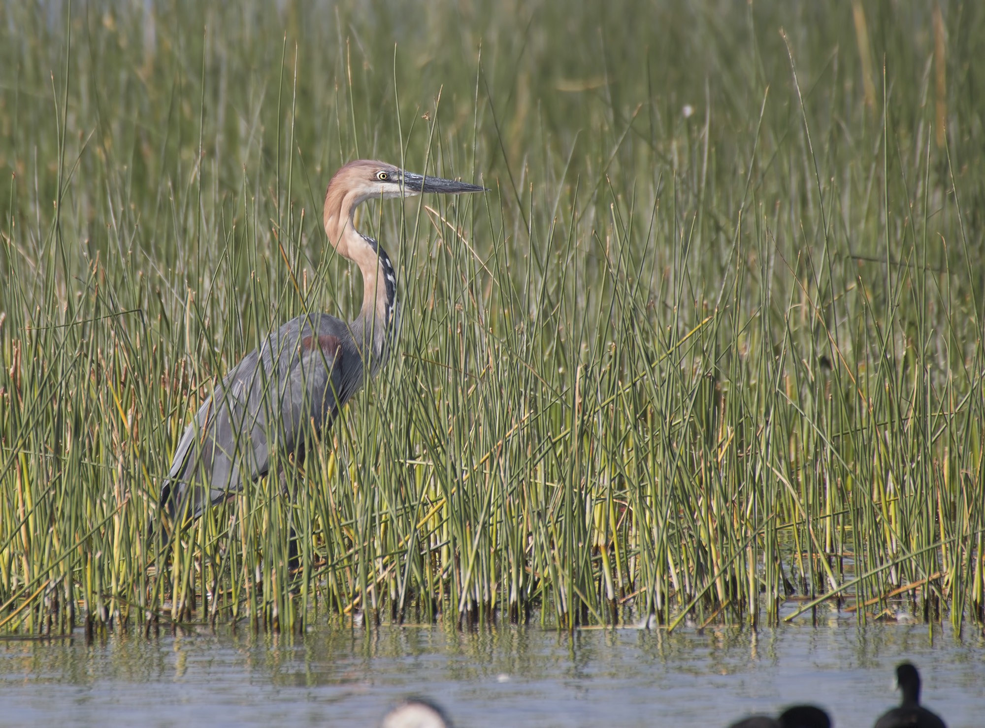 Goliath Heron