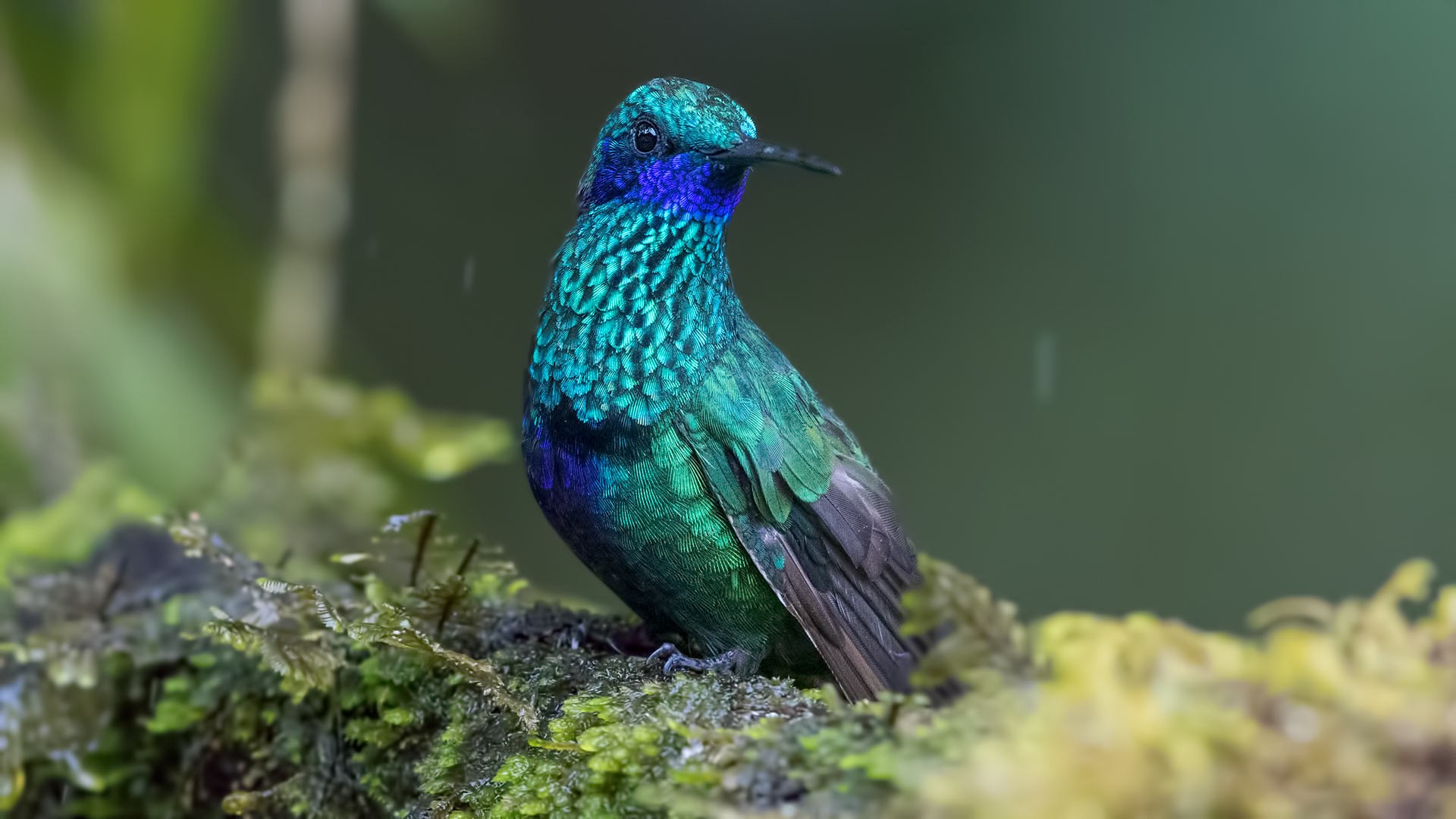 Sparkling Violet-ear