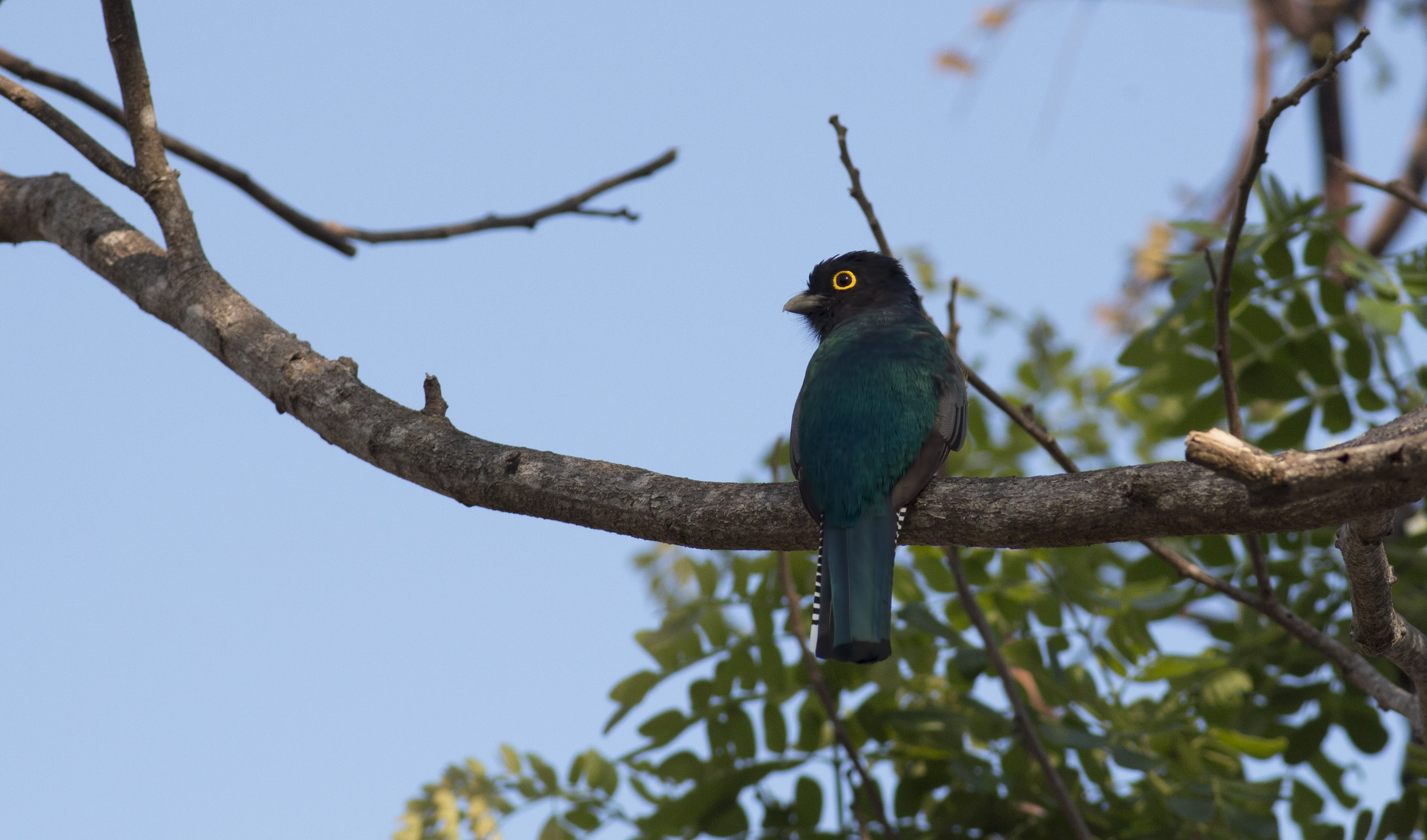 Violaceous Trogon
