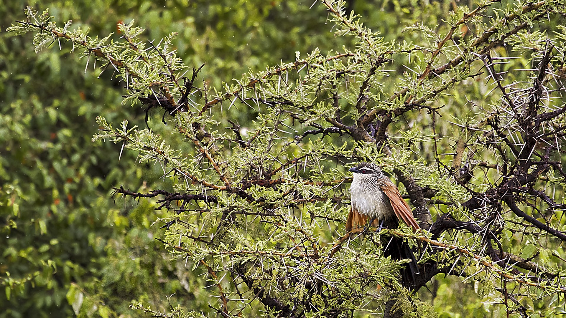 White-browed Coucal