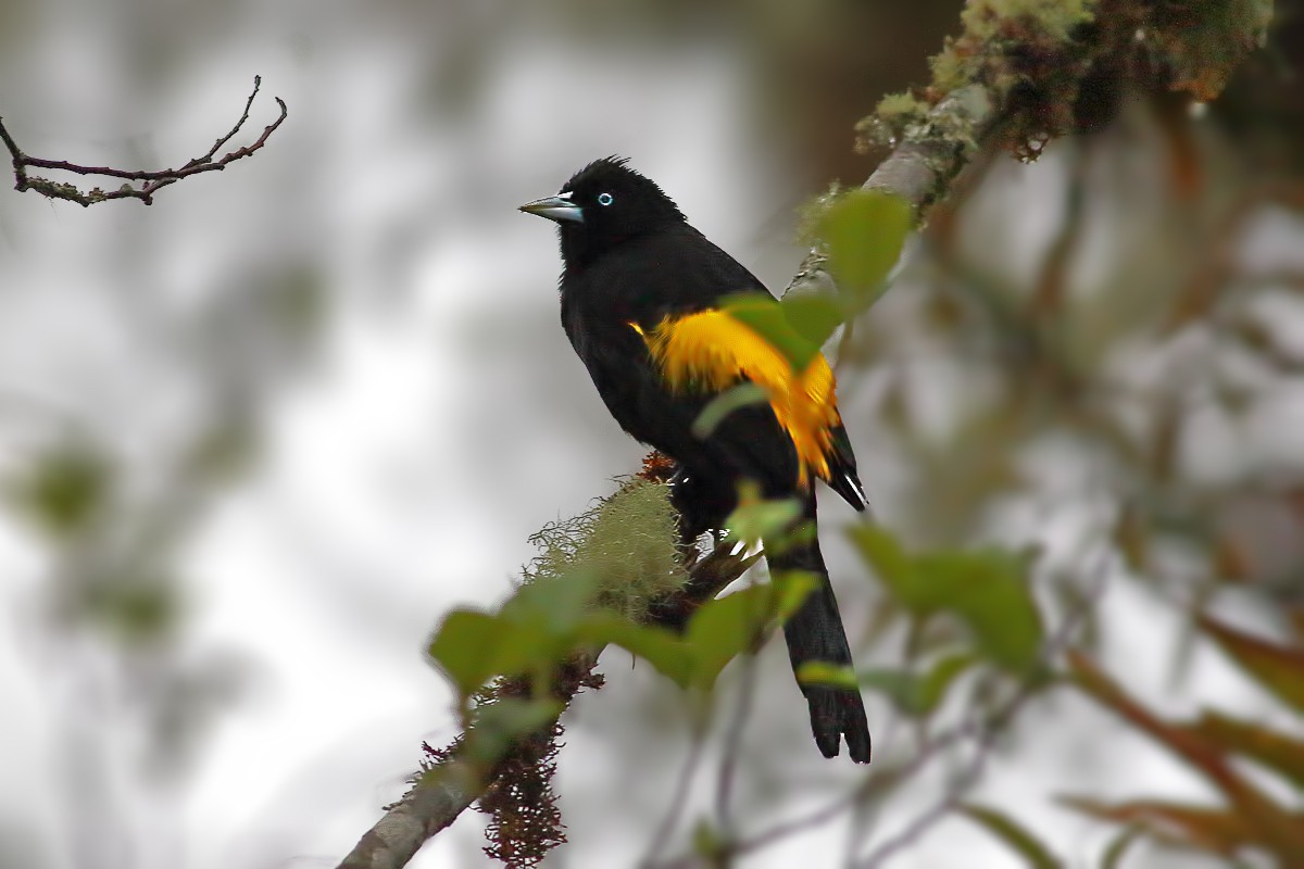 Yellow-rumped Cacique