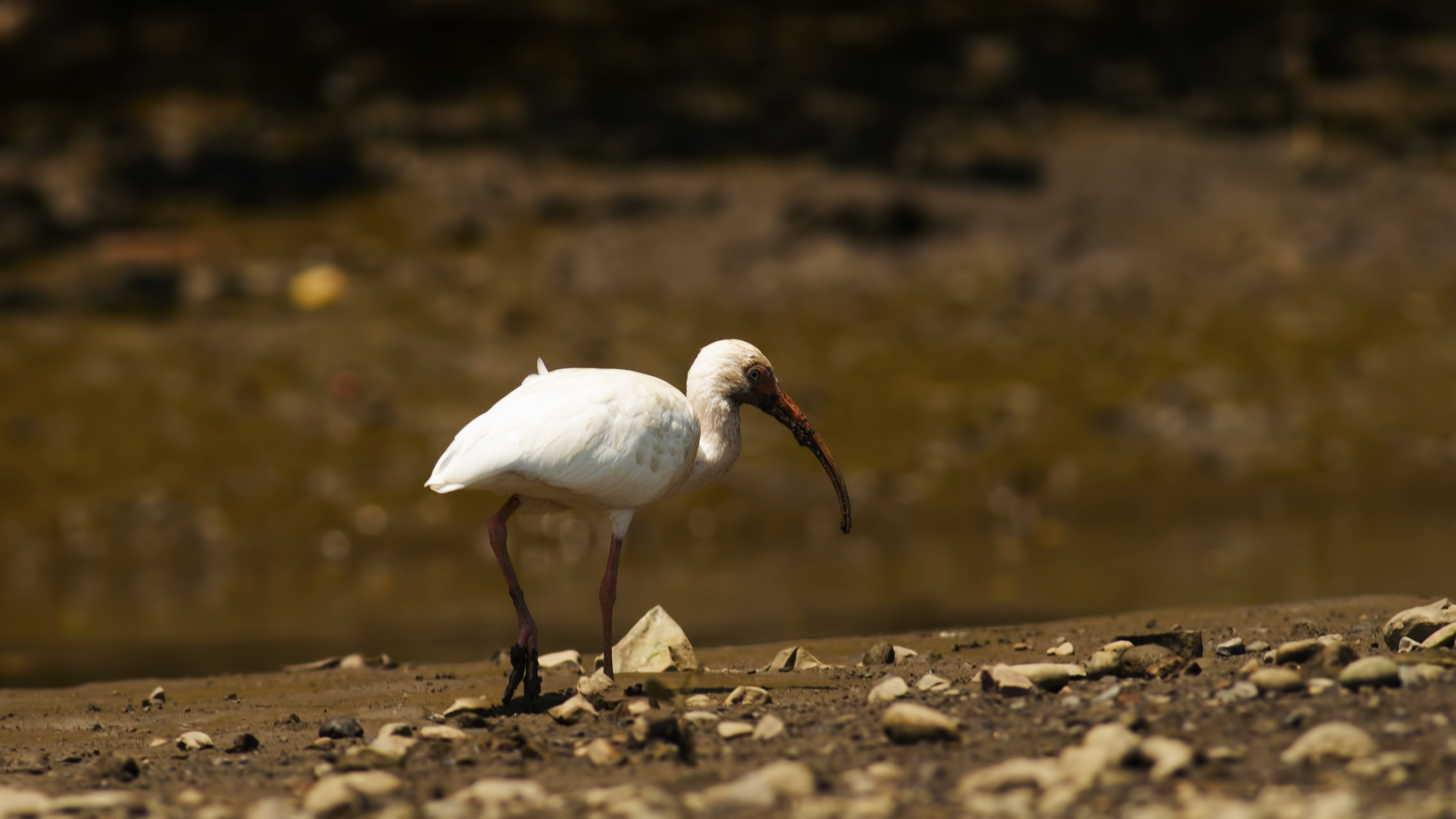 White Ibis