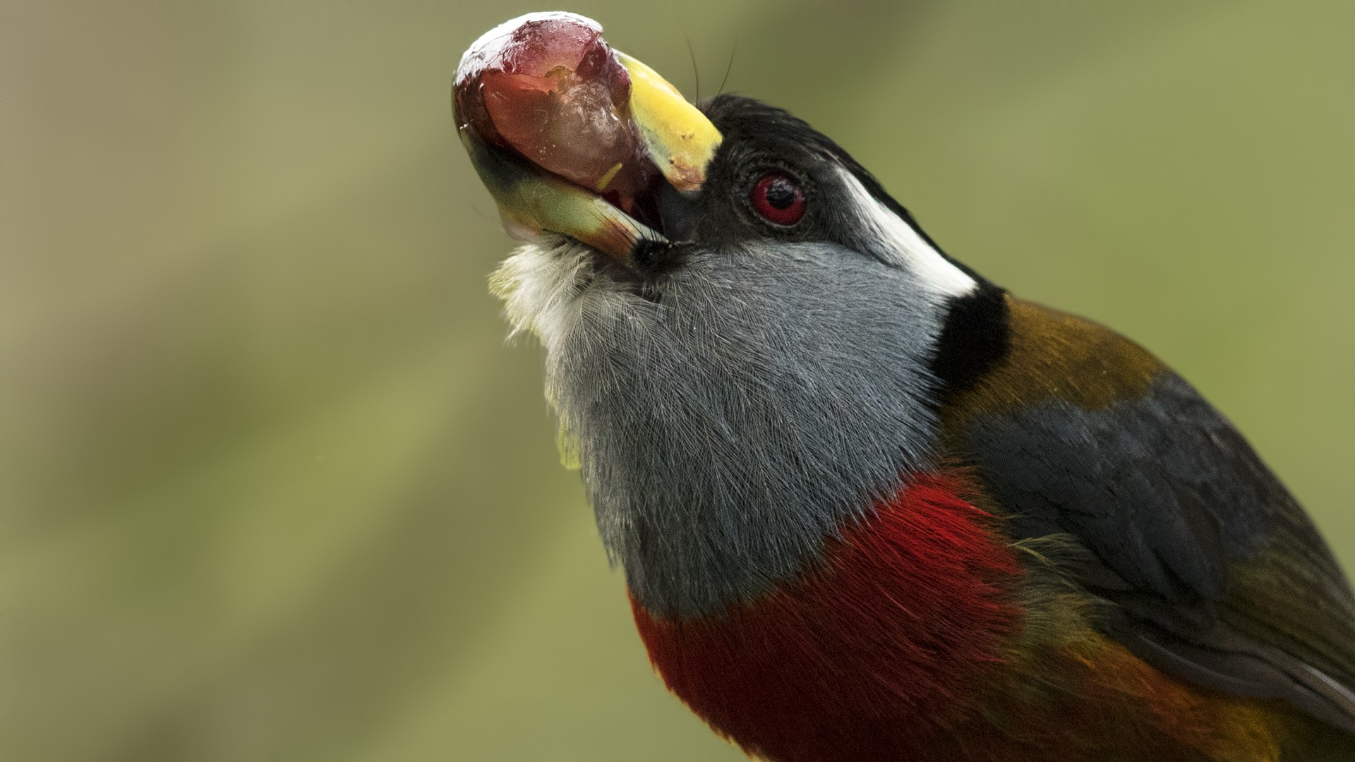 Toucan Barbet