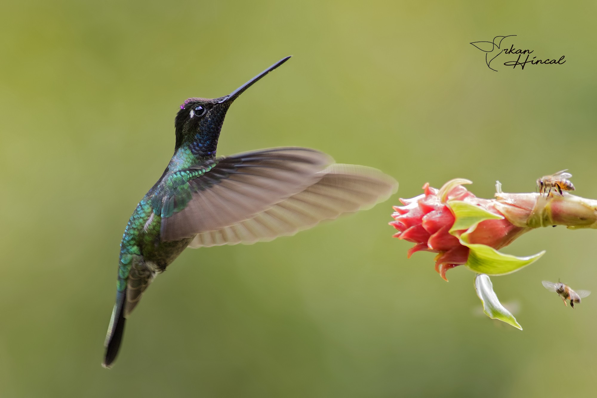 Magnificent Hummingbird