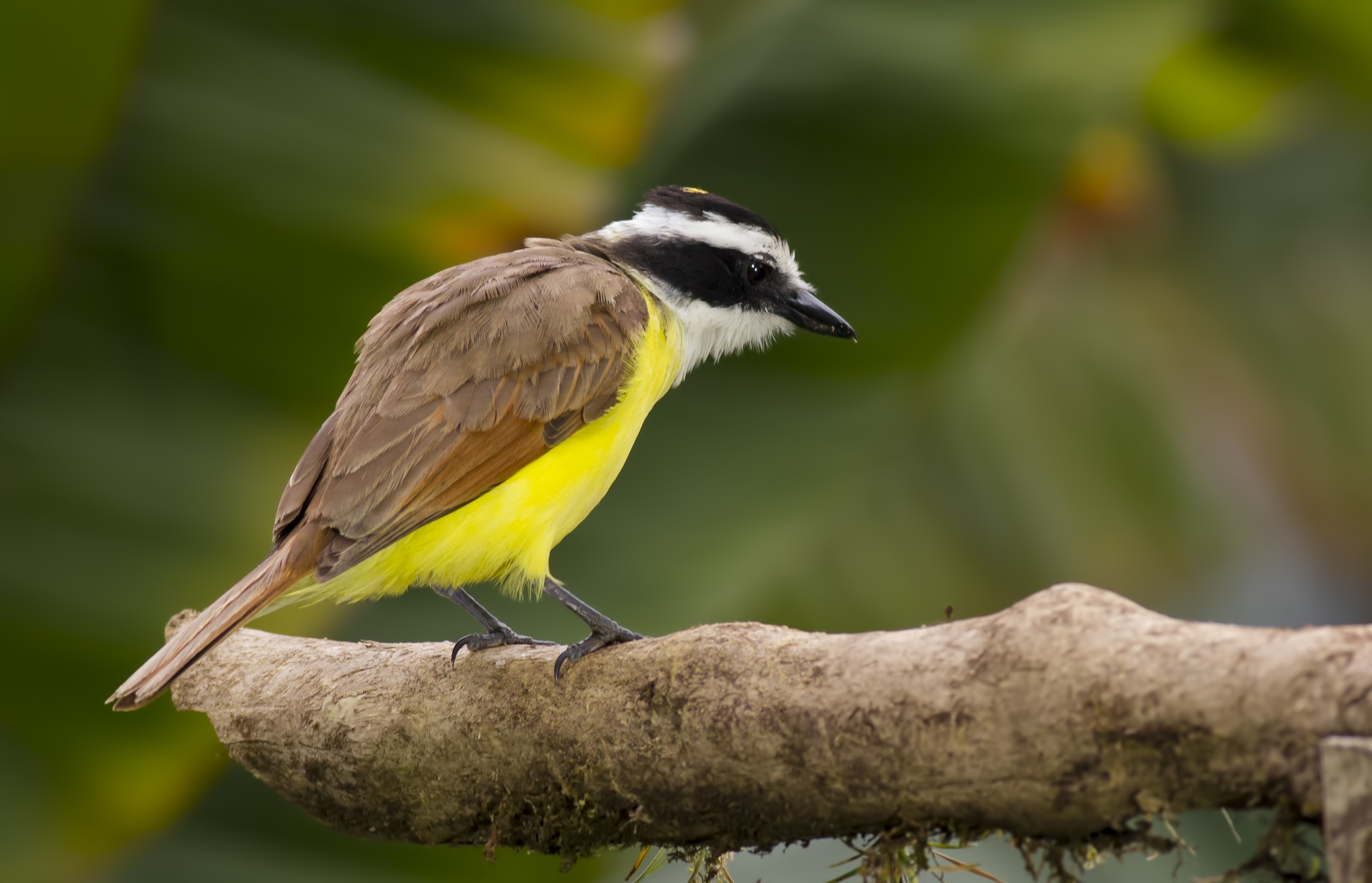 Social Flycatcher