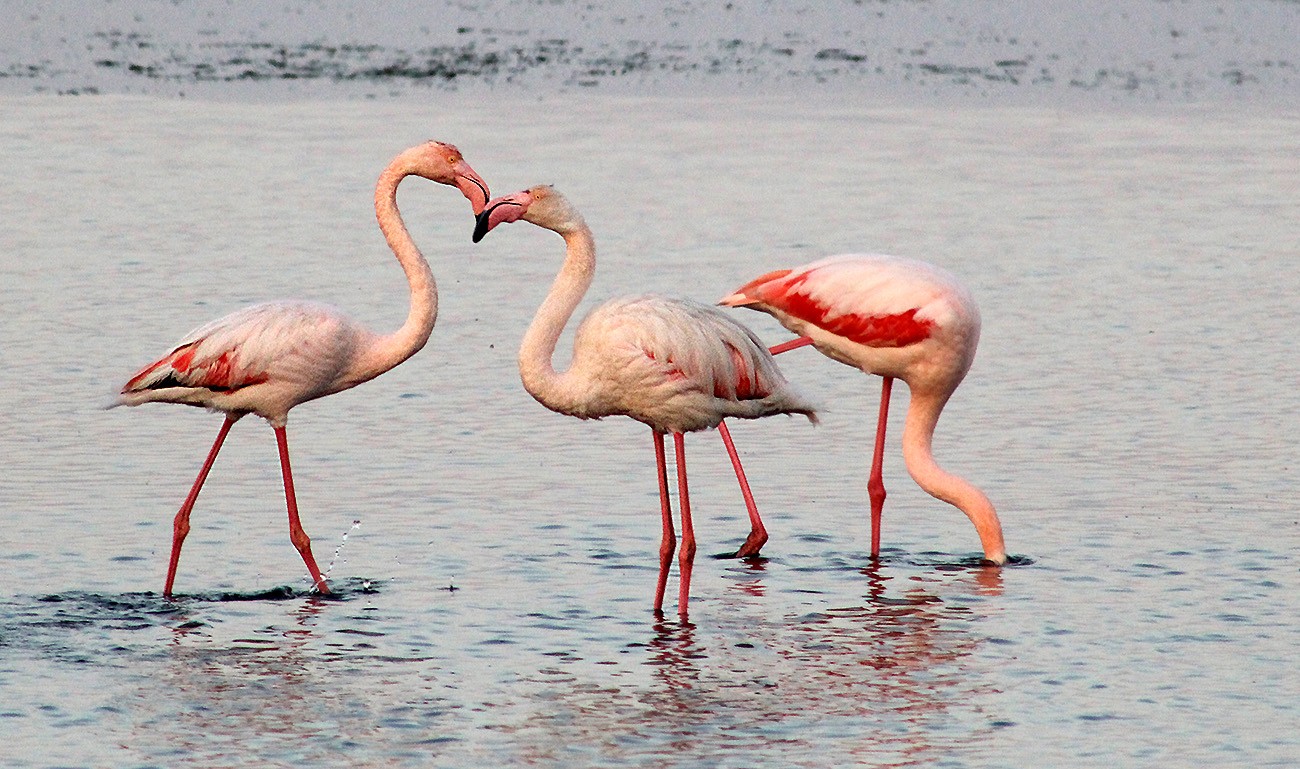 Flamingo