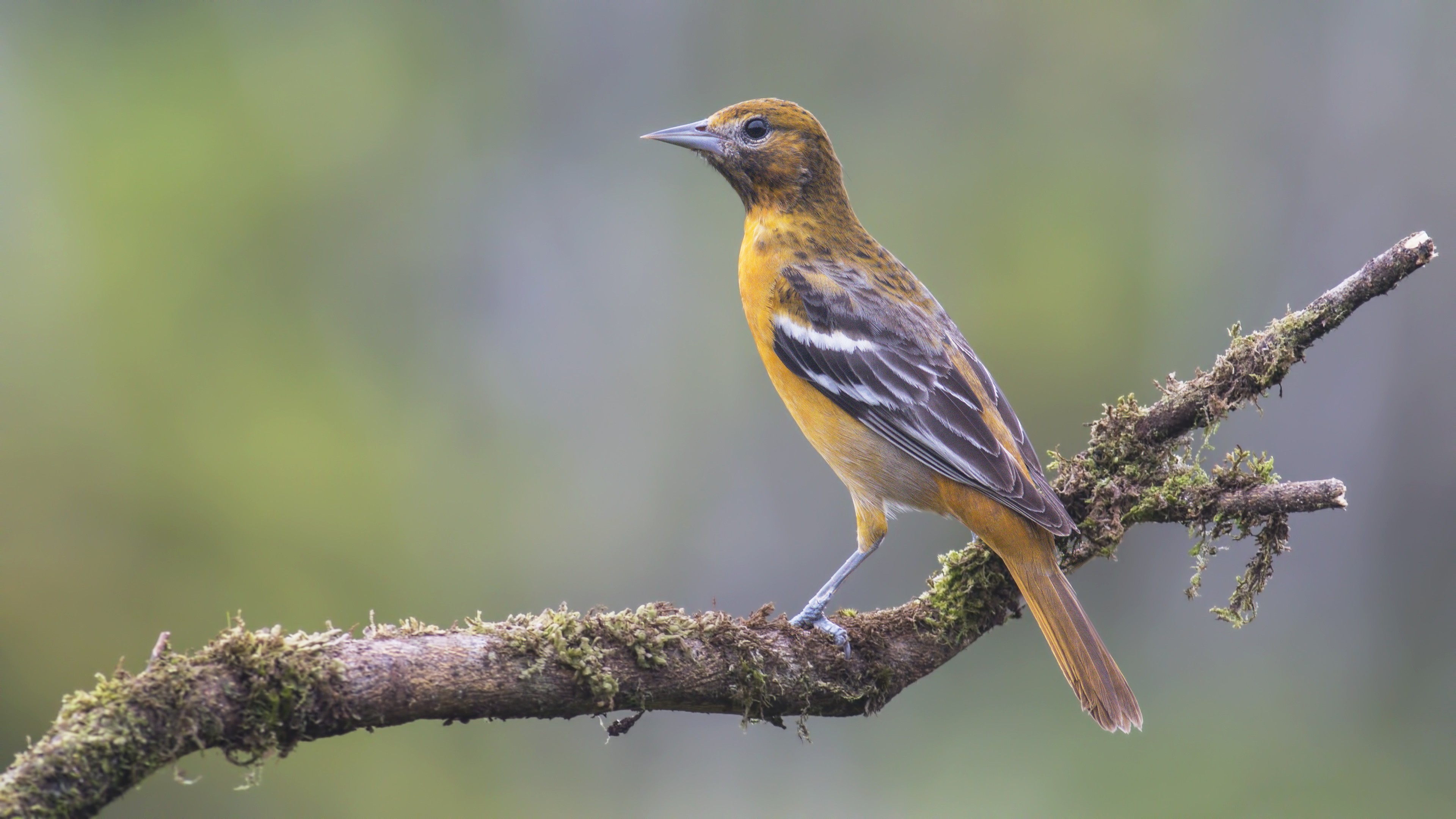Baltimore Oriole
