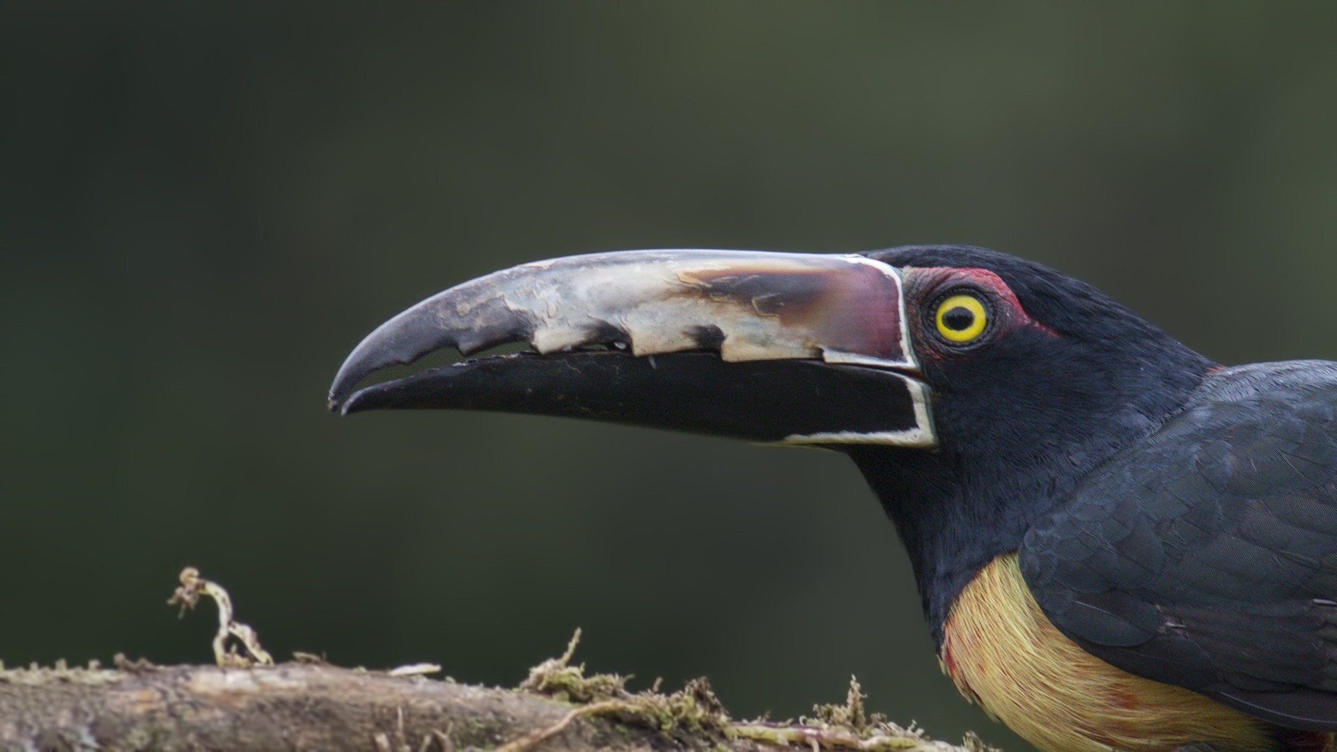Collared AraÃ§ari