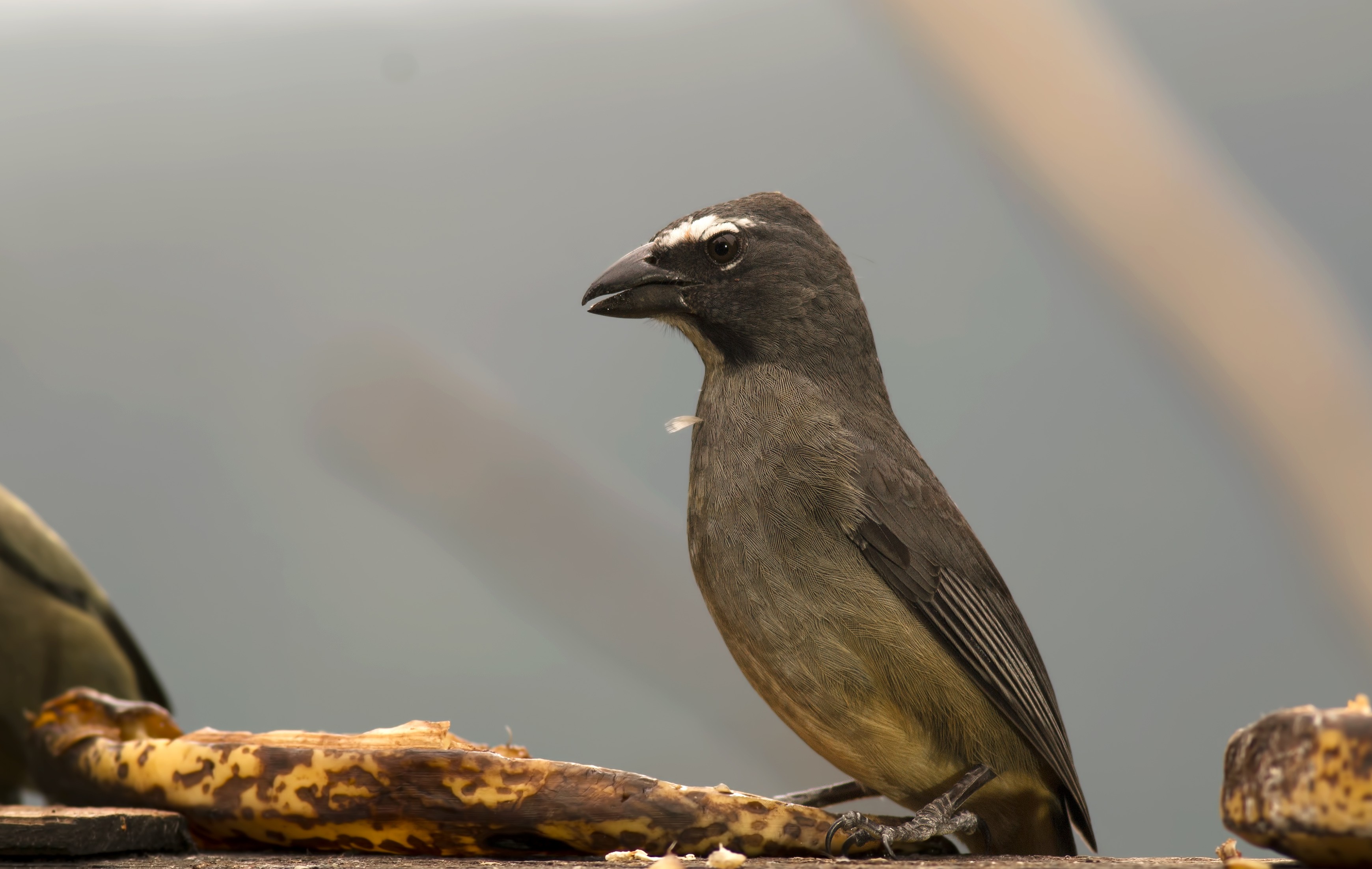 Buff-throated Saltator