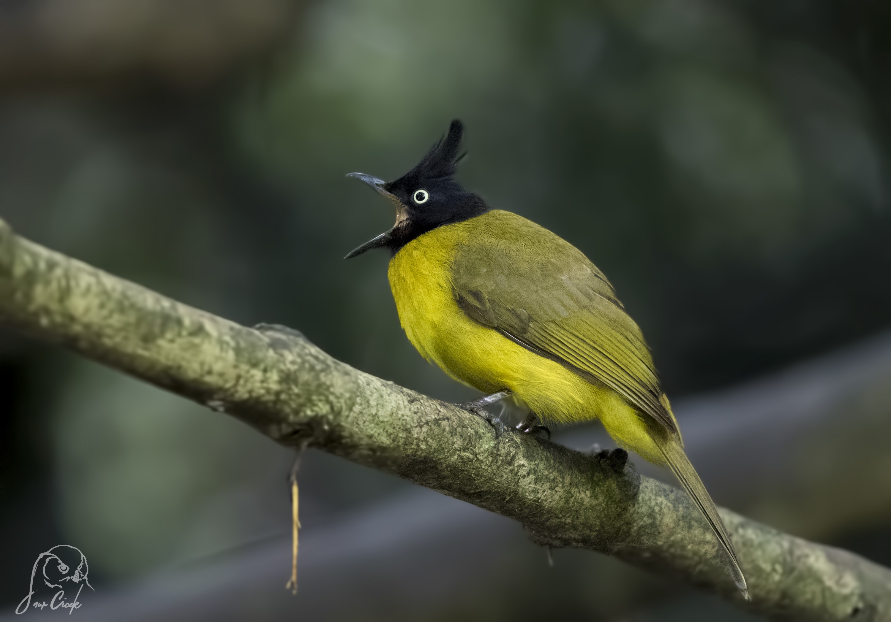 Black-crested Bulbul