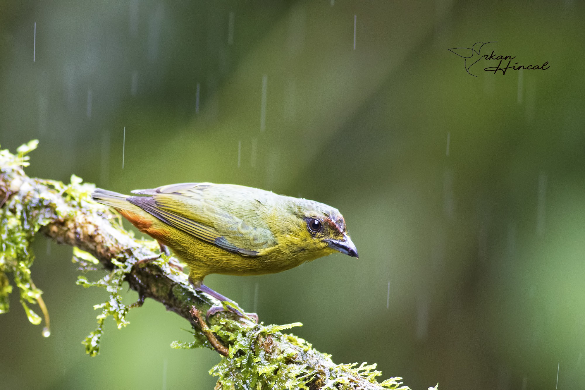 Olive-backed Euphonia