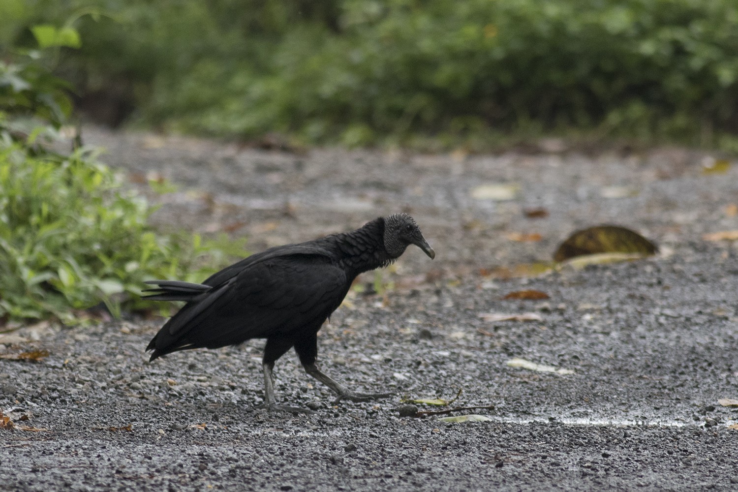 American Black Vulture
