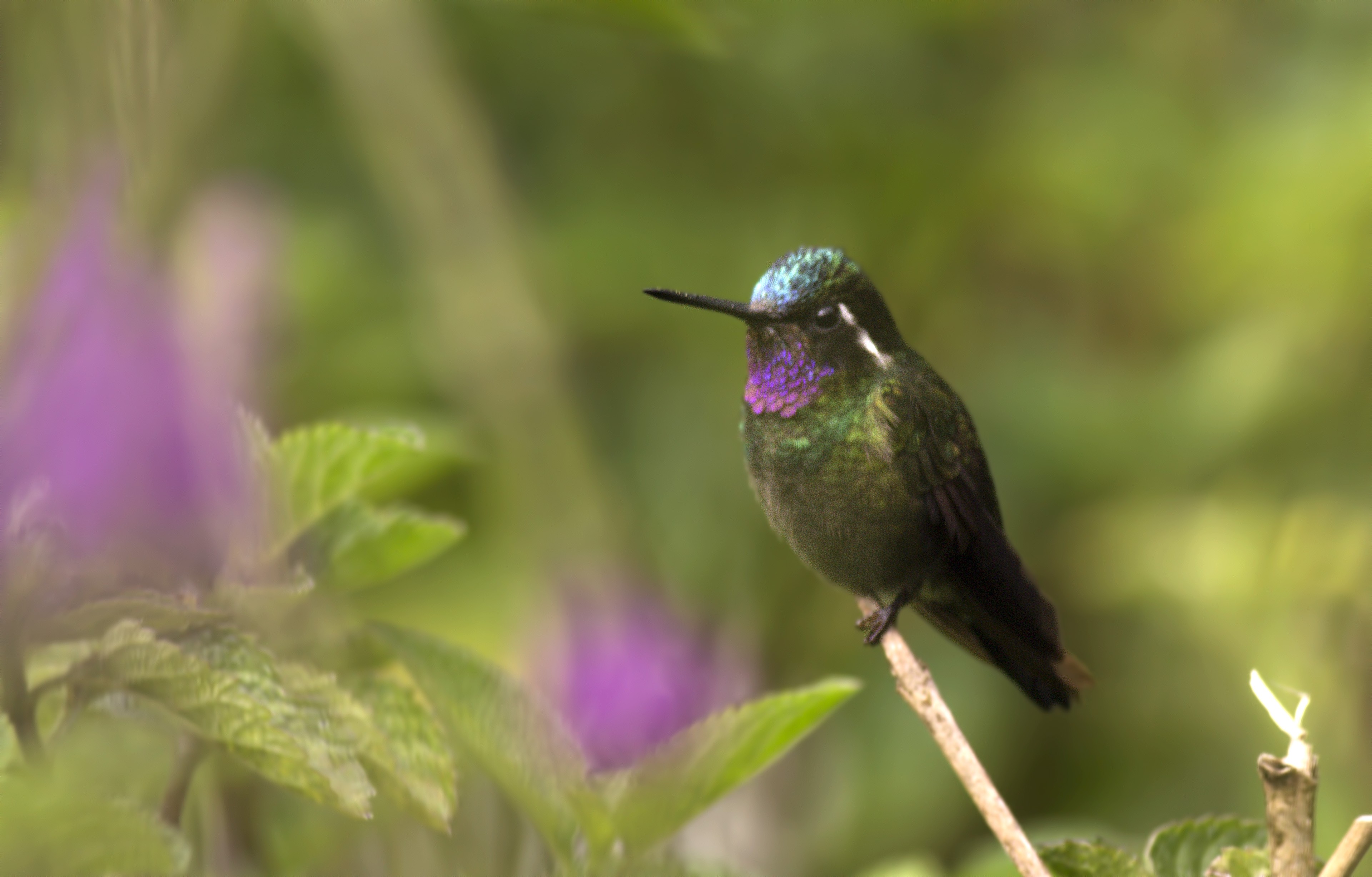 Purple-throated Mountain-gem
