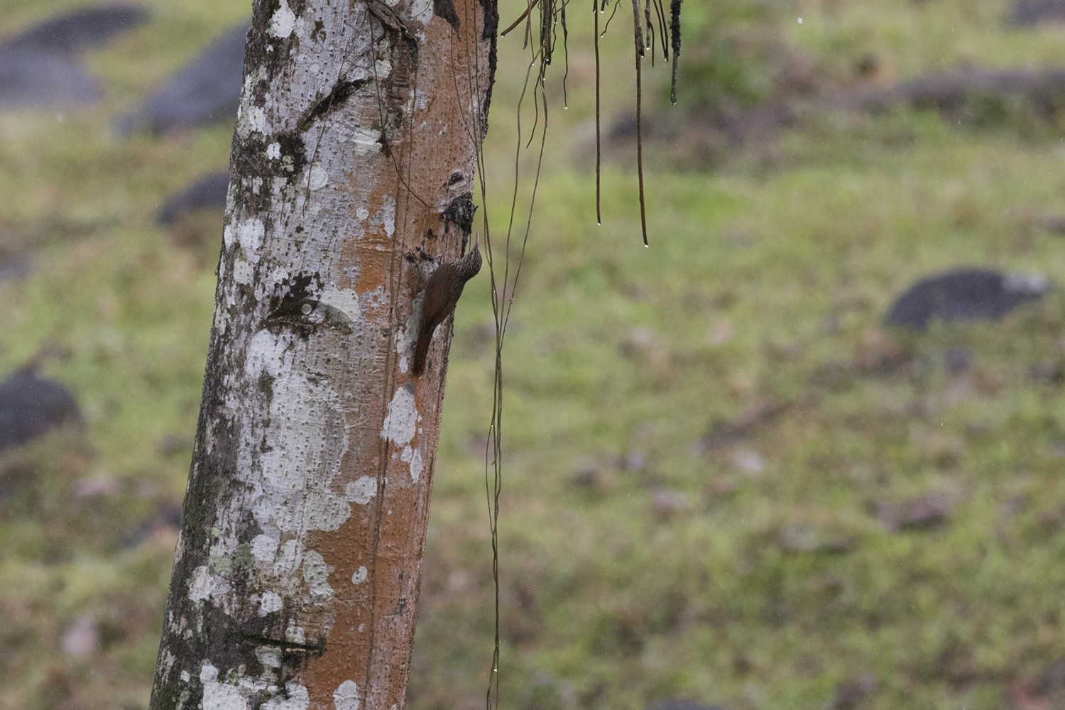 Streak-headed Woodcreeper