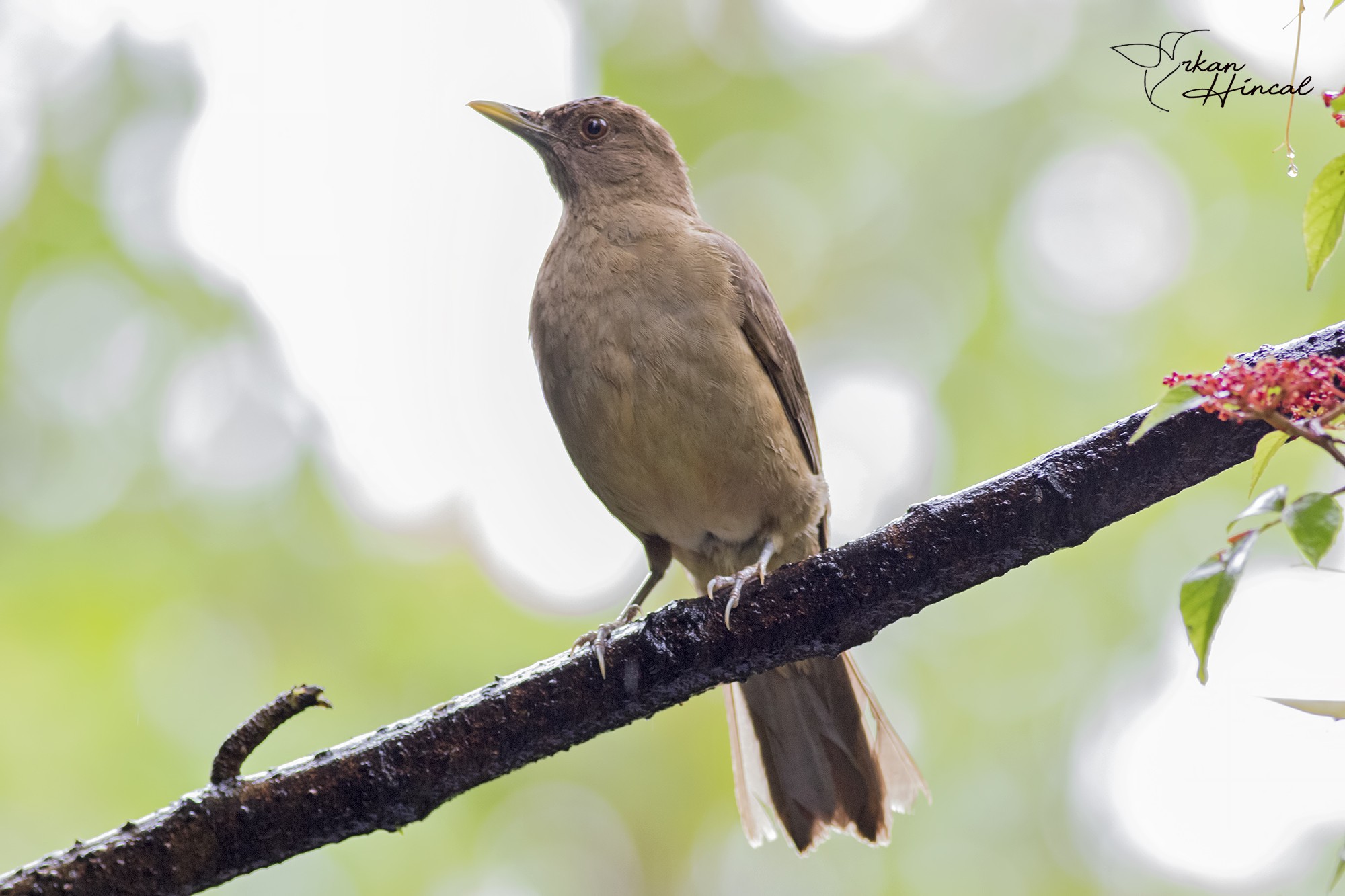 Clay-coloured Thrush