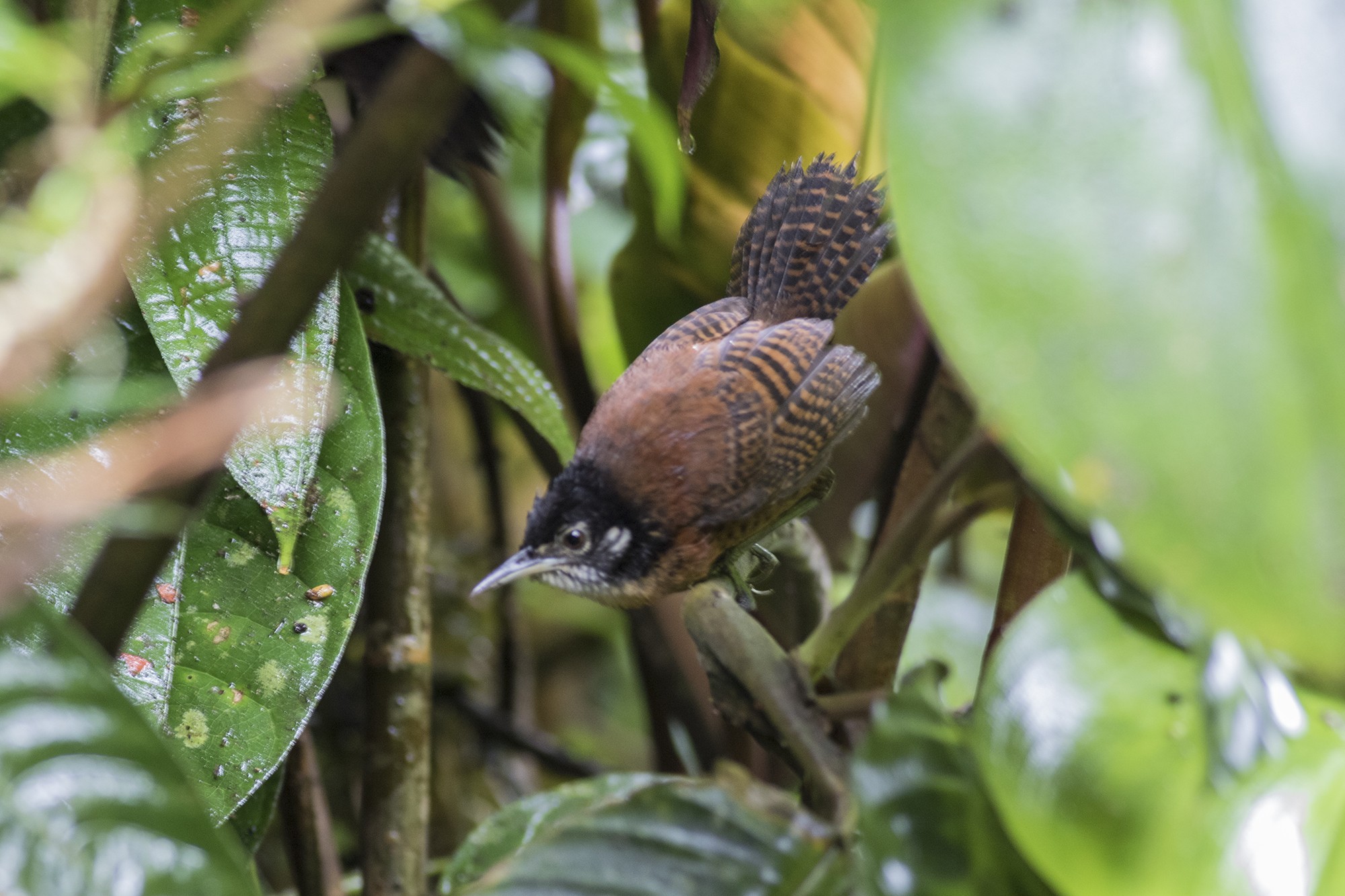 Bay Wren