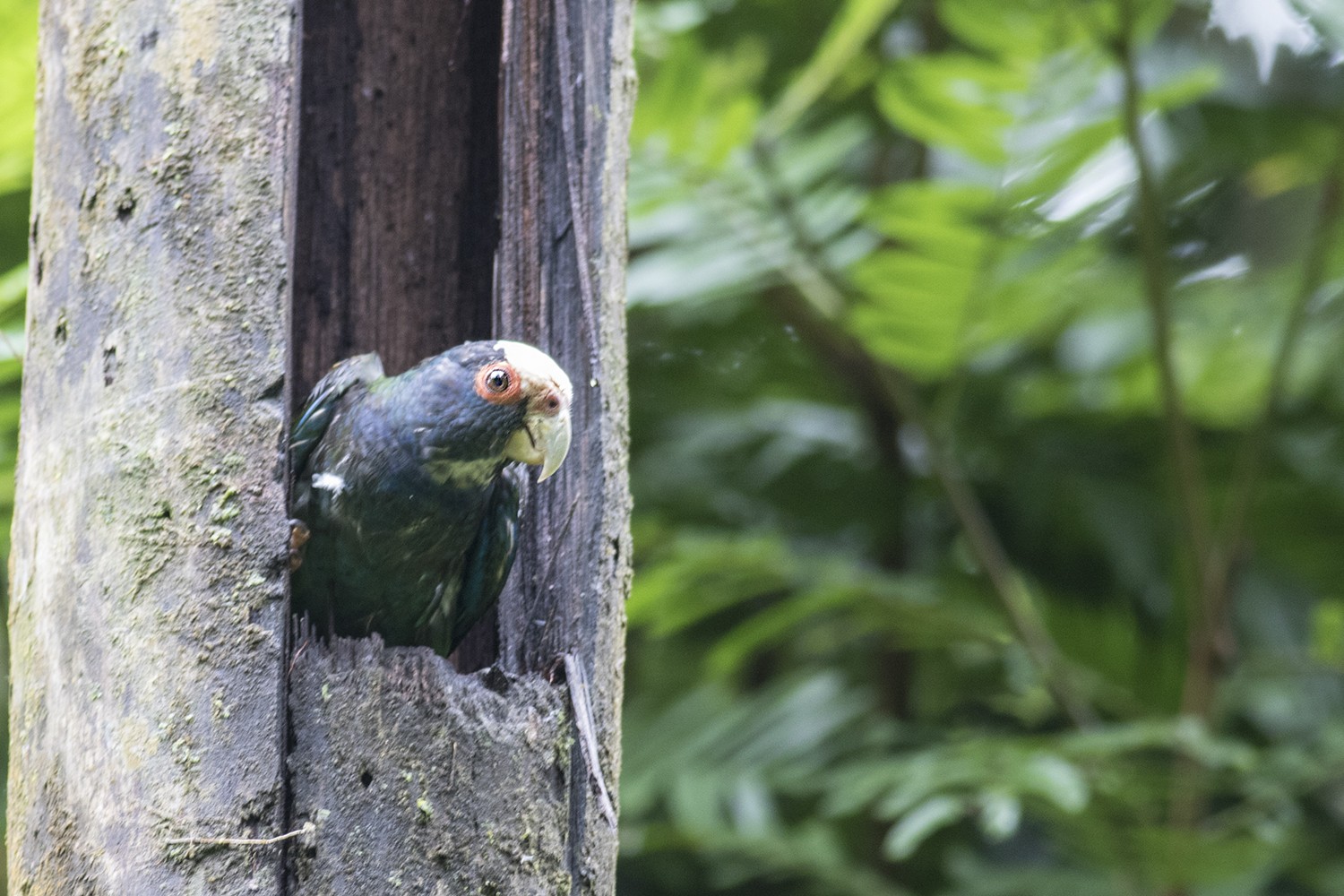 White-crowned Parrot