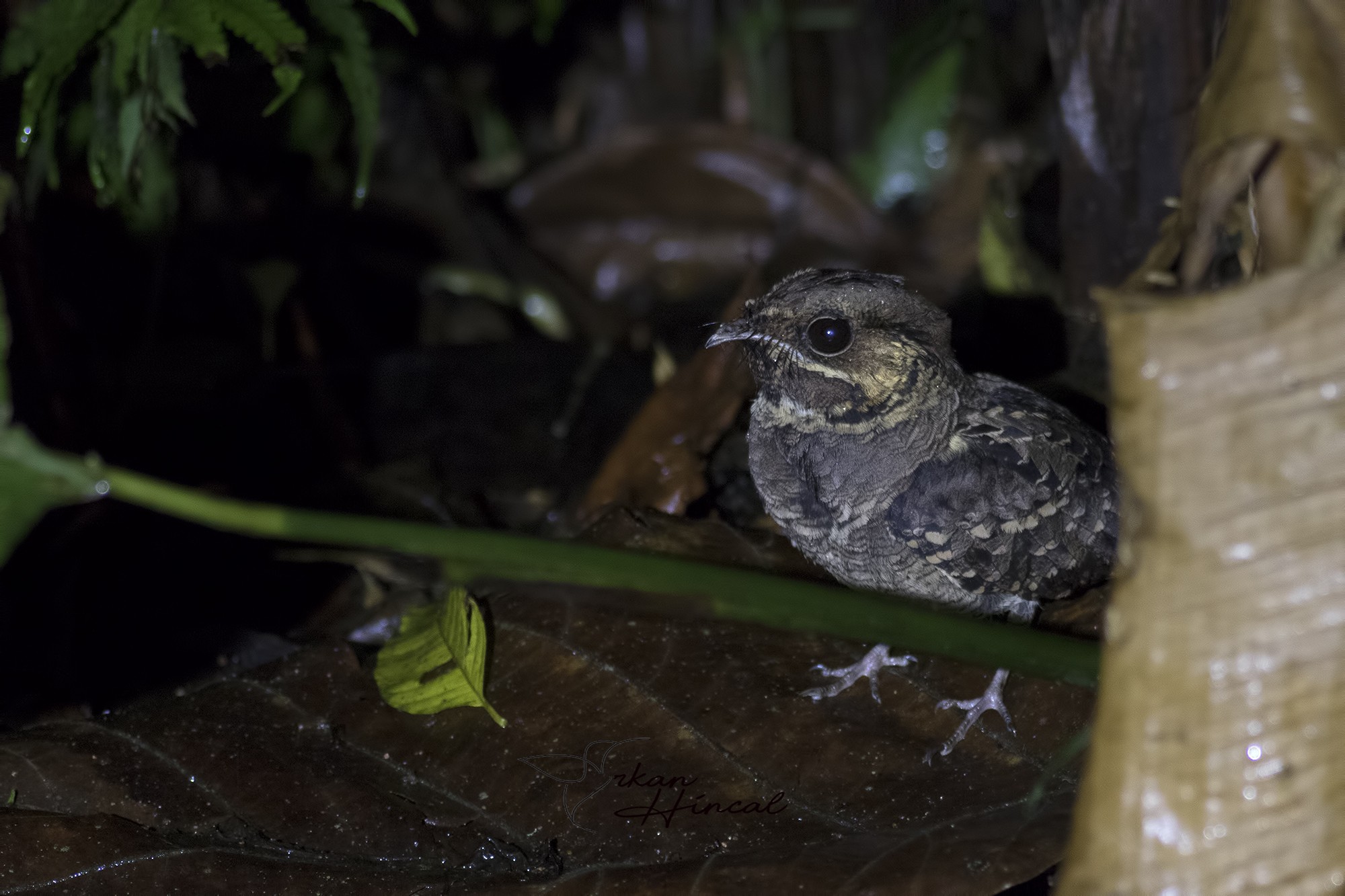 Dusky Nightjar