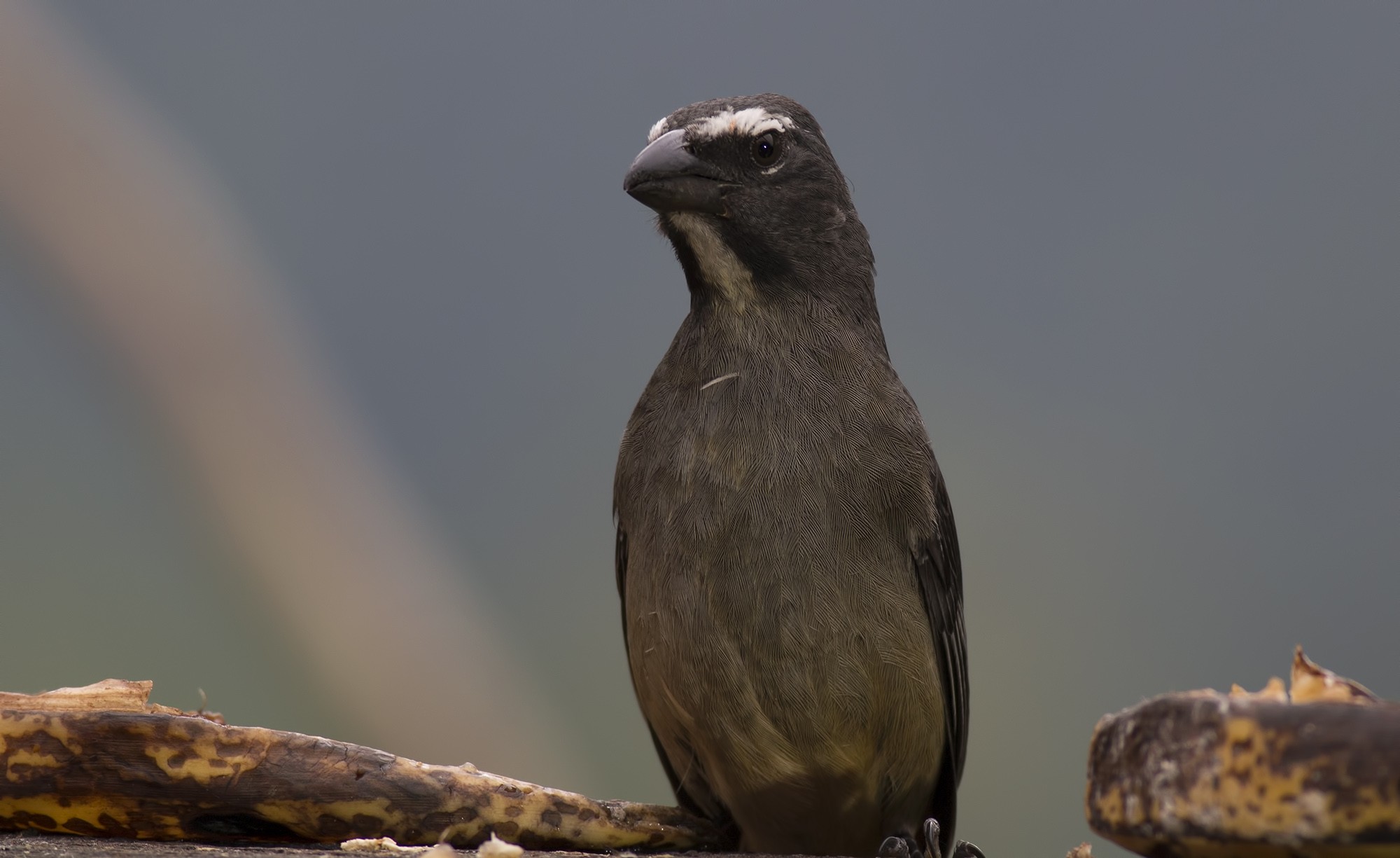Buff-throated Saltator