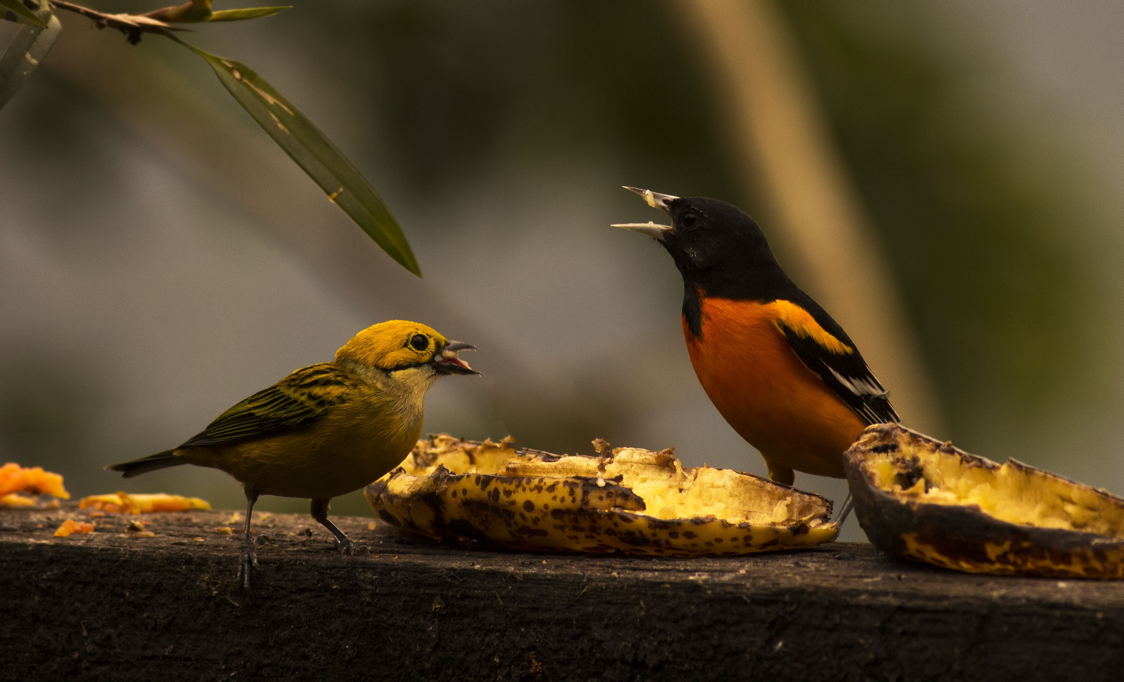 Baltimore Oriole