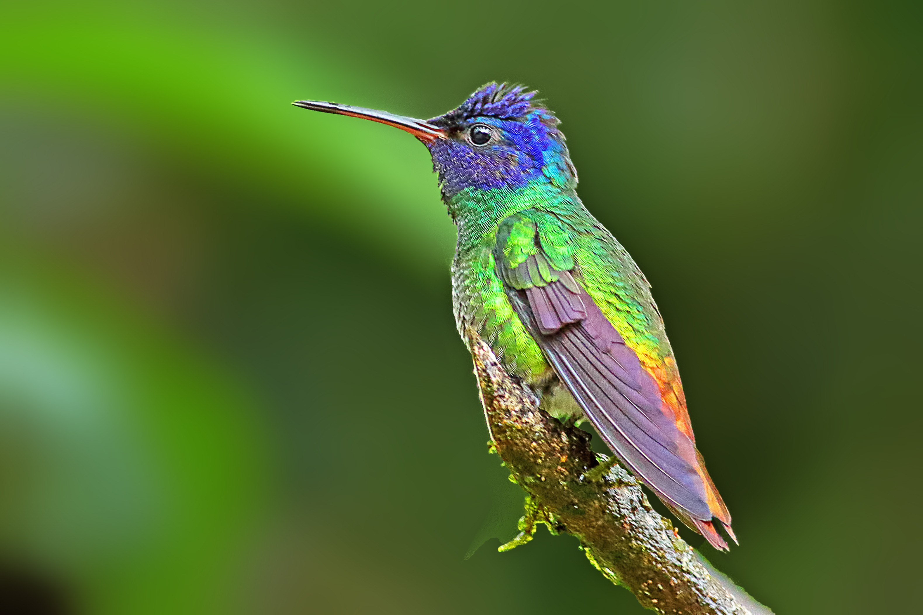 Golden-tailed Sapphire