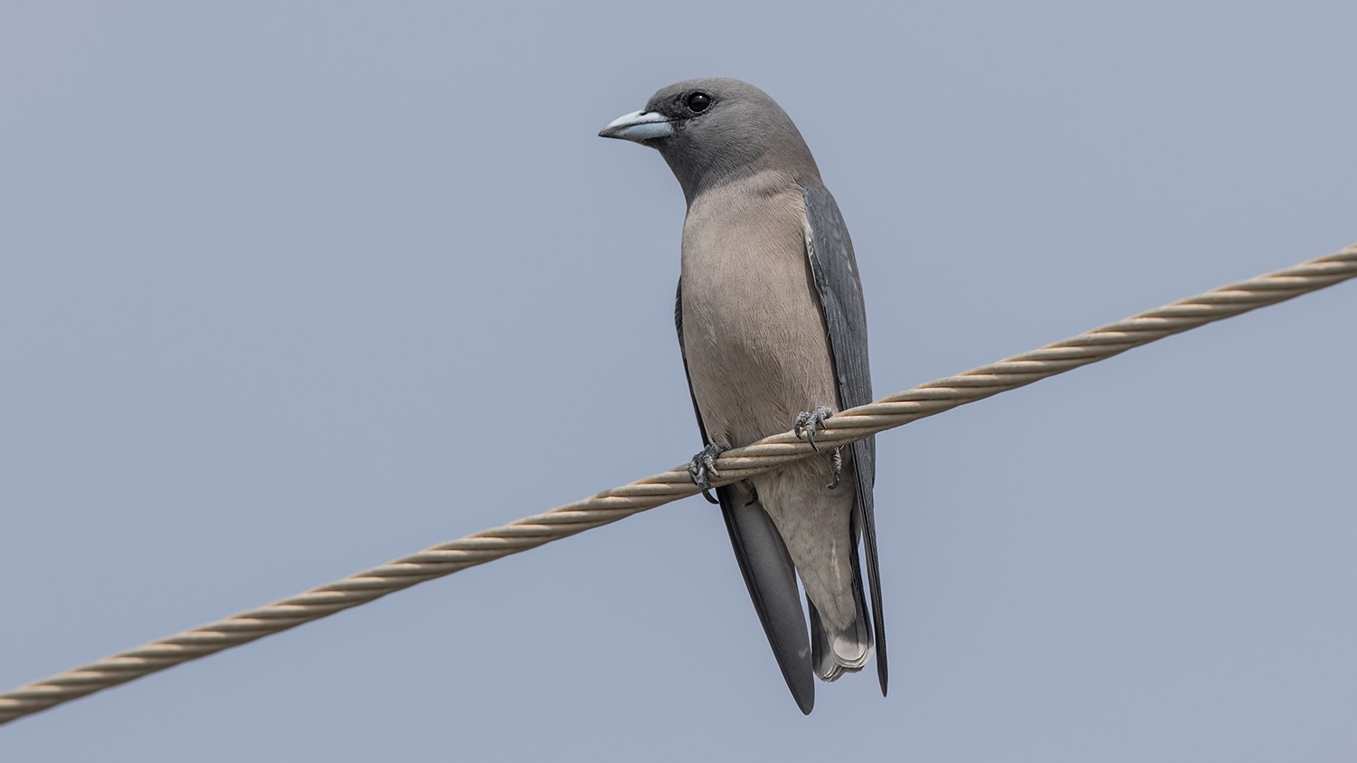 Ashy Woodswallow