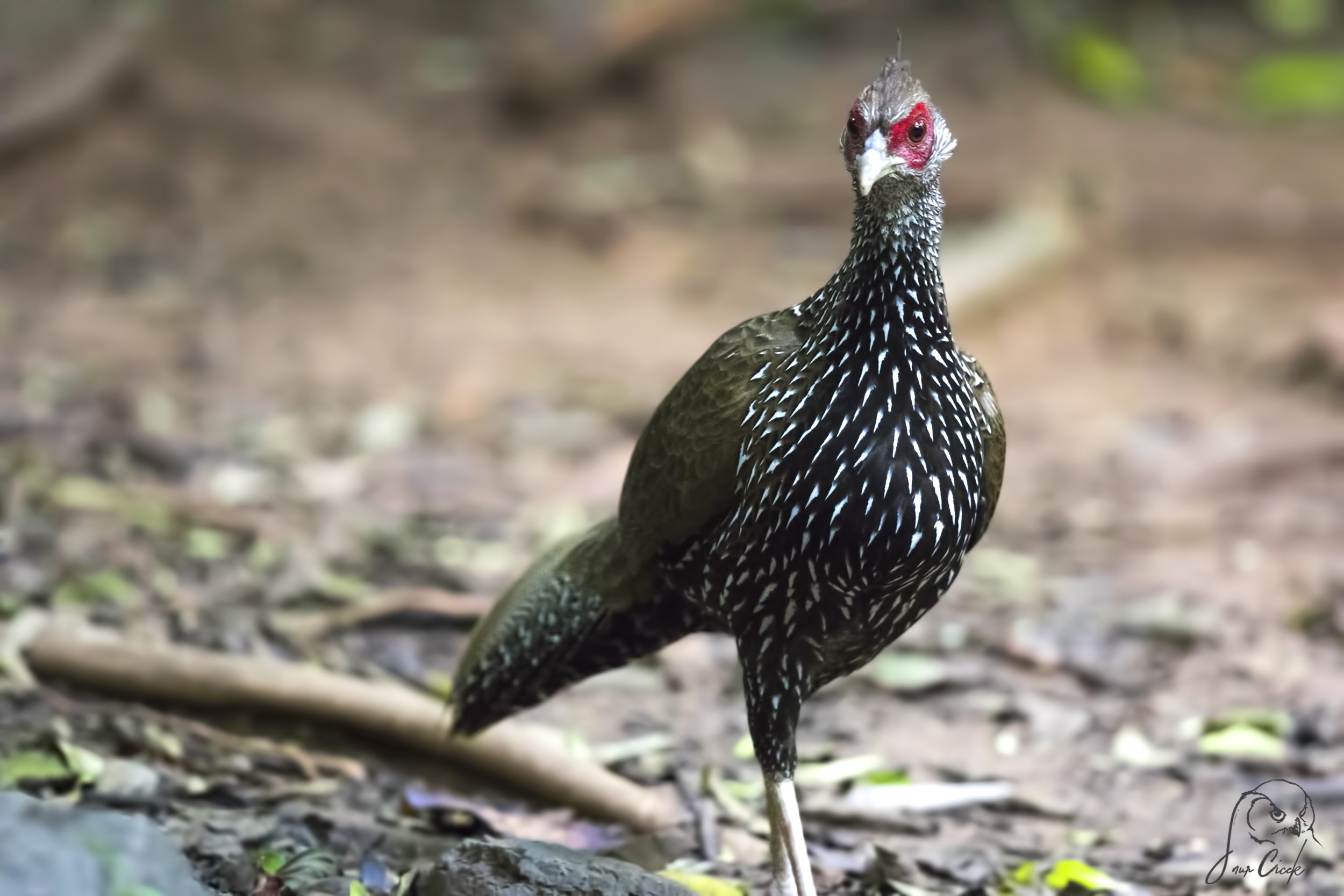Kalij Pheasant
