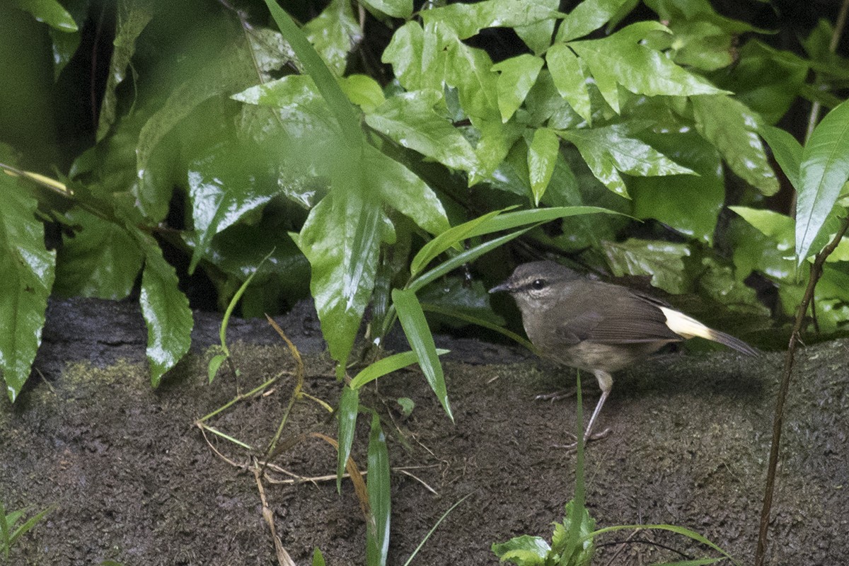 Buff-rumped Warbler