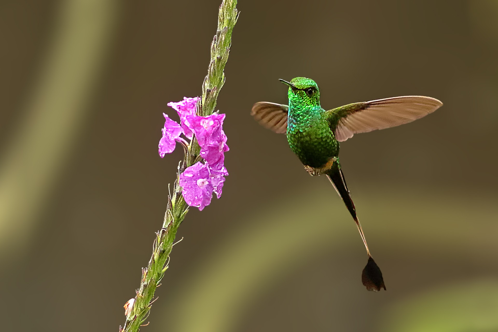 Booted Racket-tail