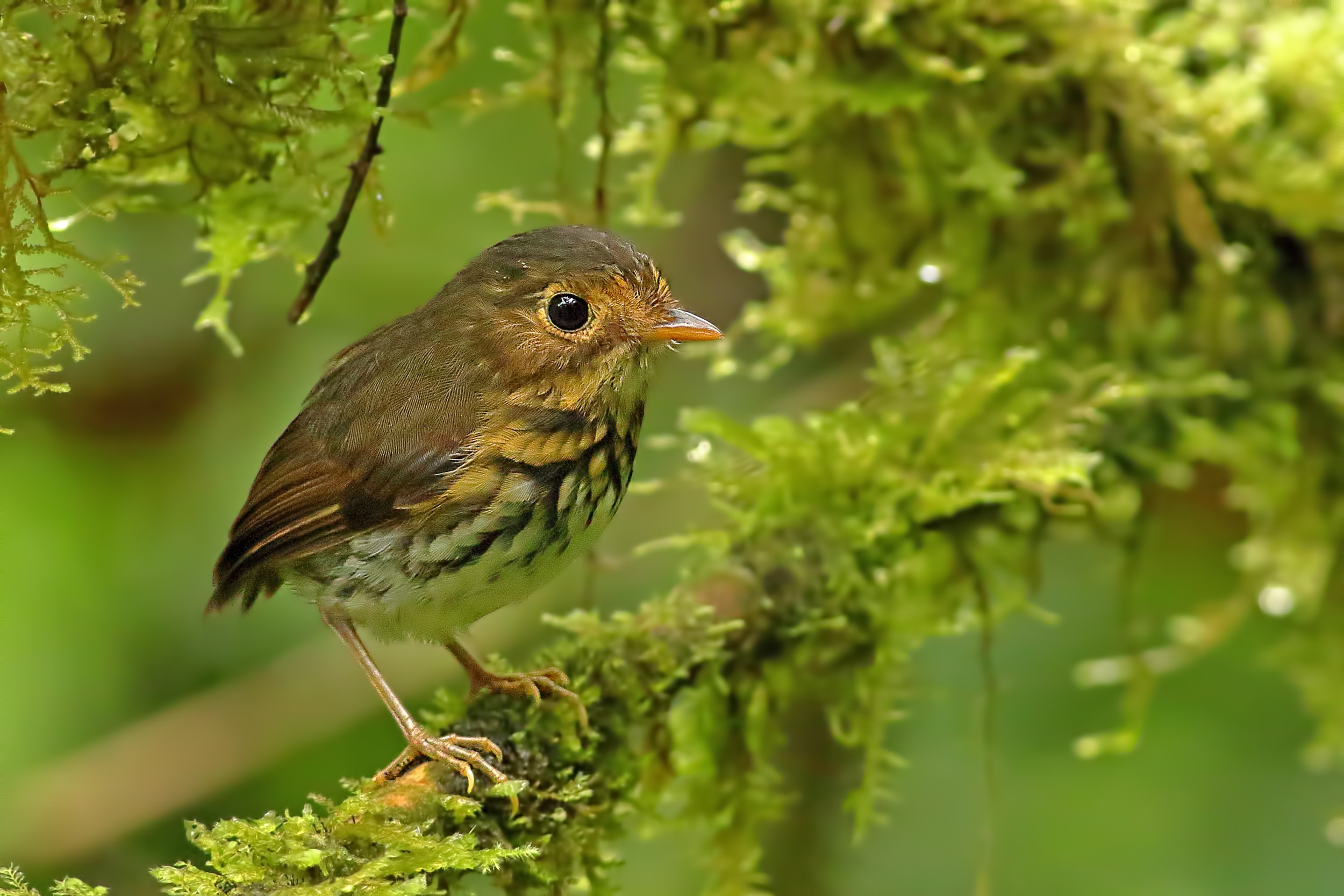 Ochre-breasted Antpitta