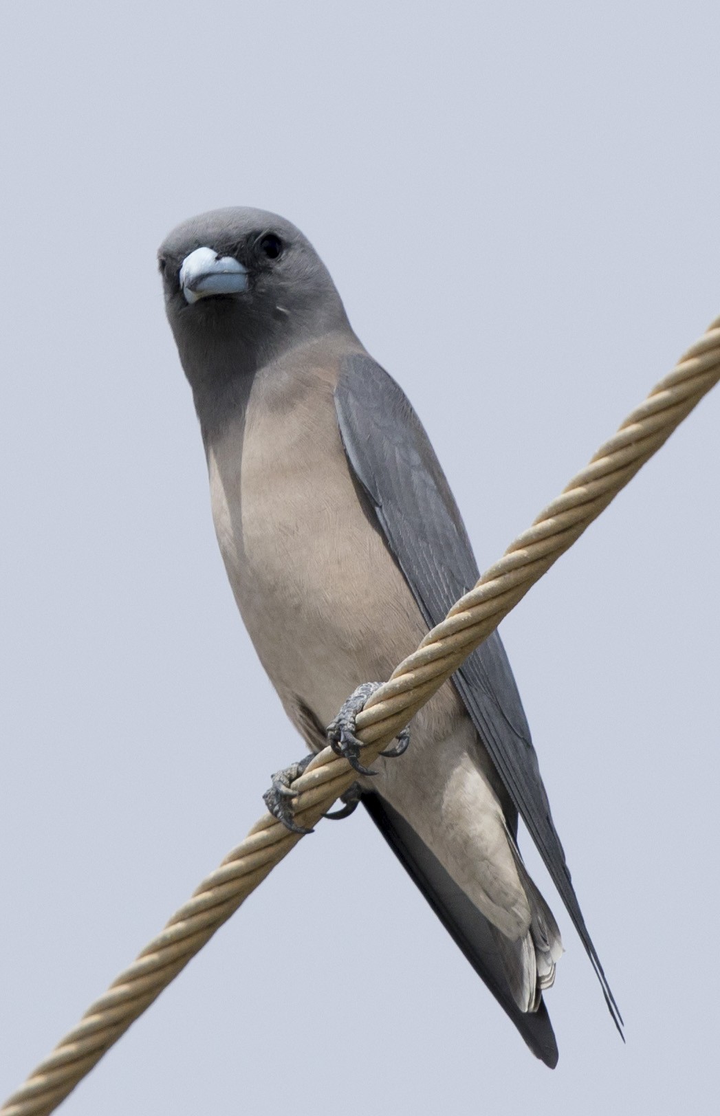 Ashy Woodswallow