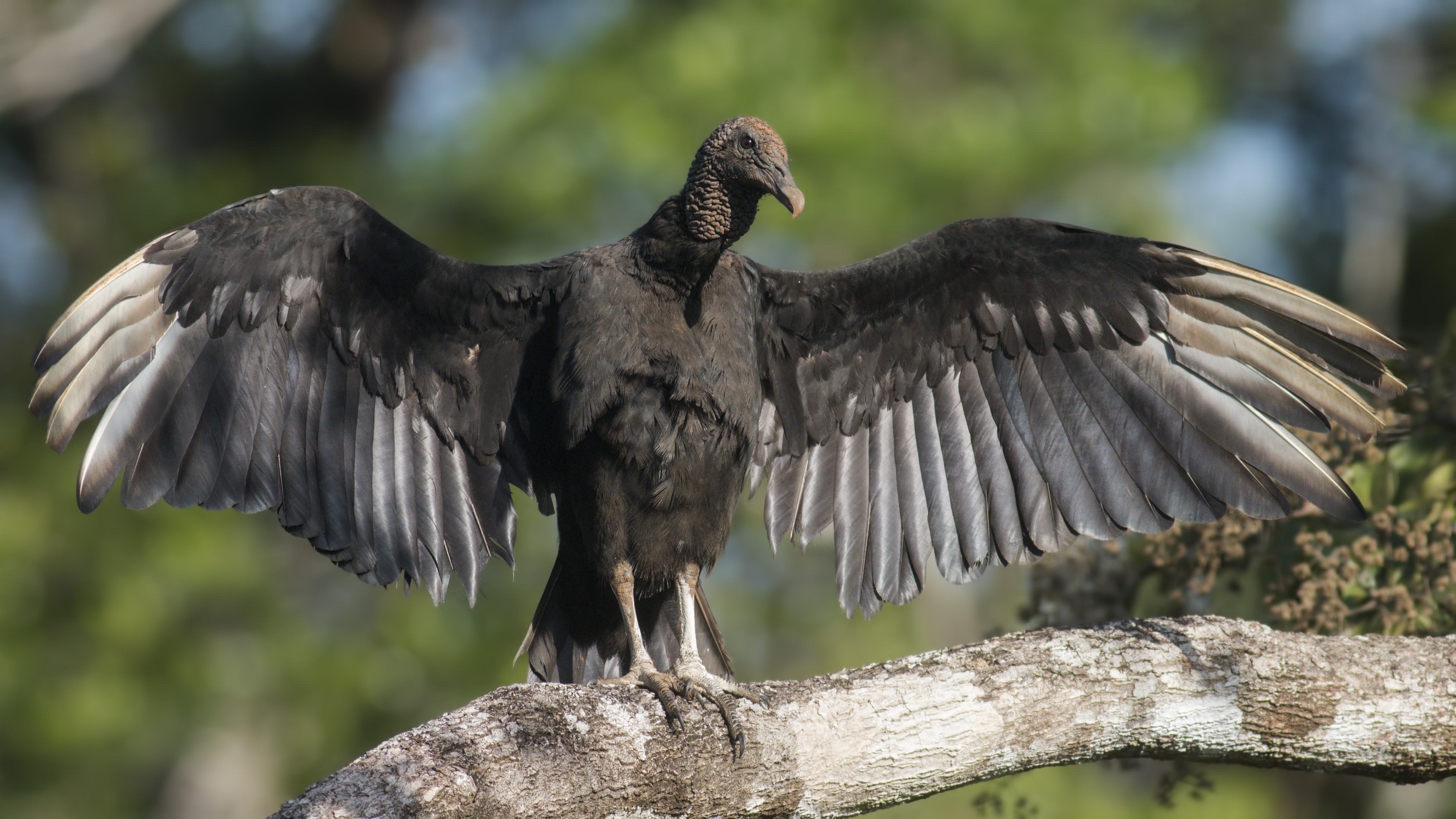 American Black Vulture