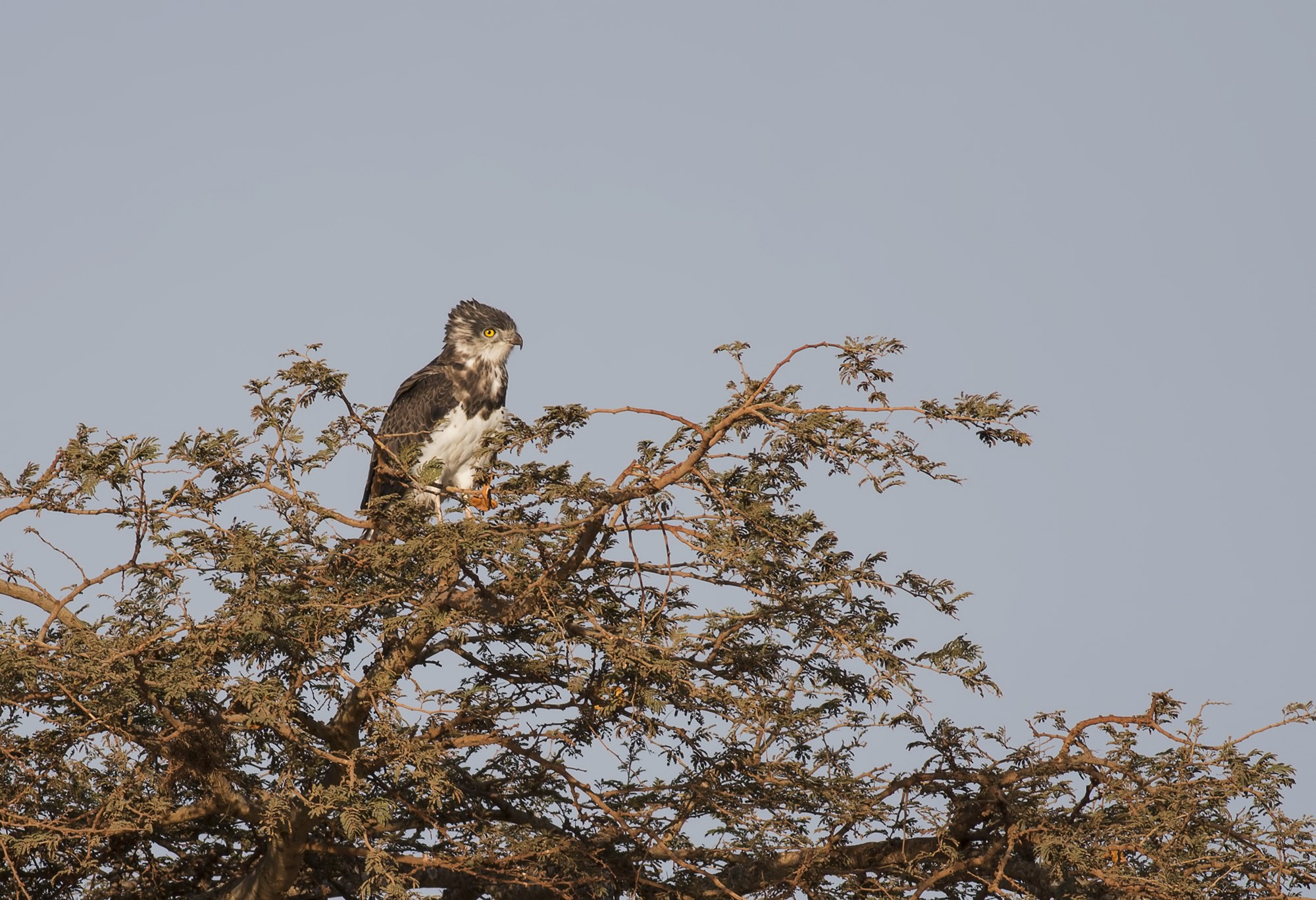 Black-chested Snake-eagle