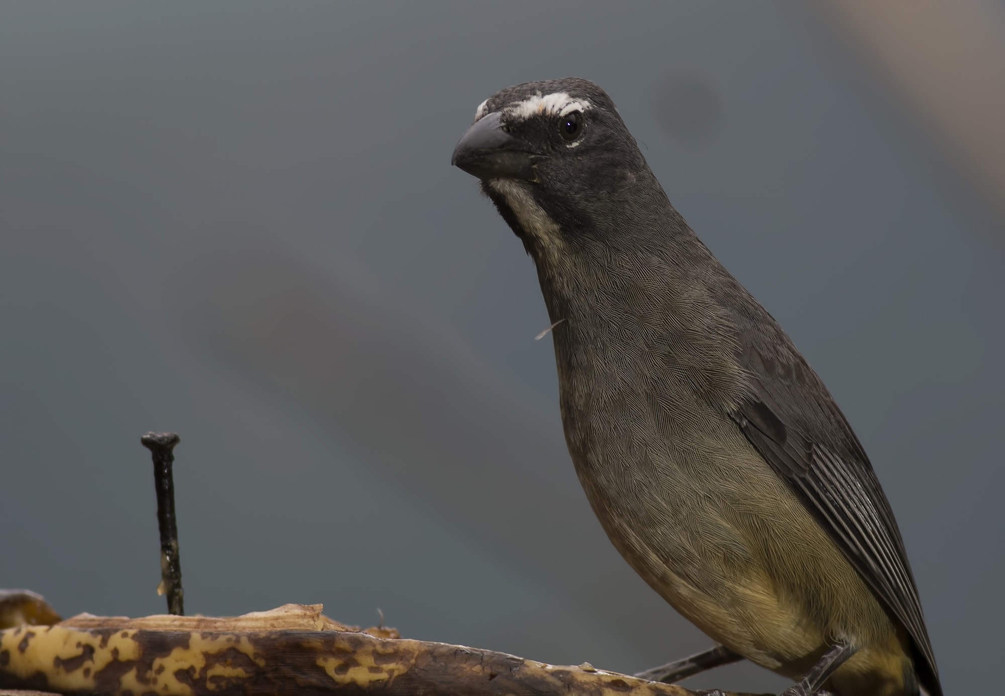 Buff-throated Saltator