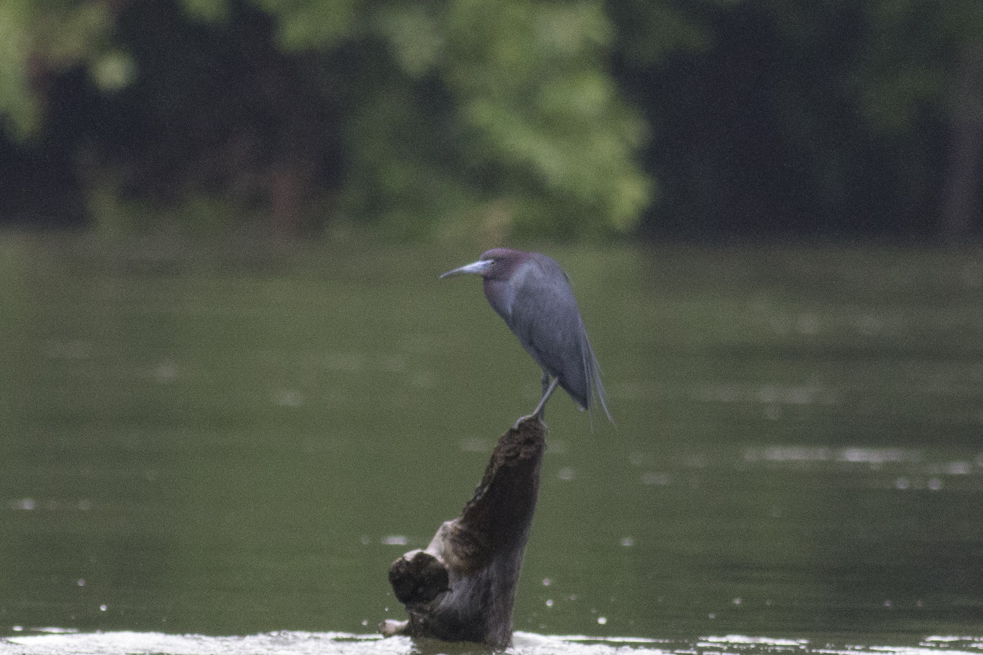 Little Blue Heron