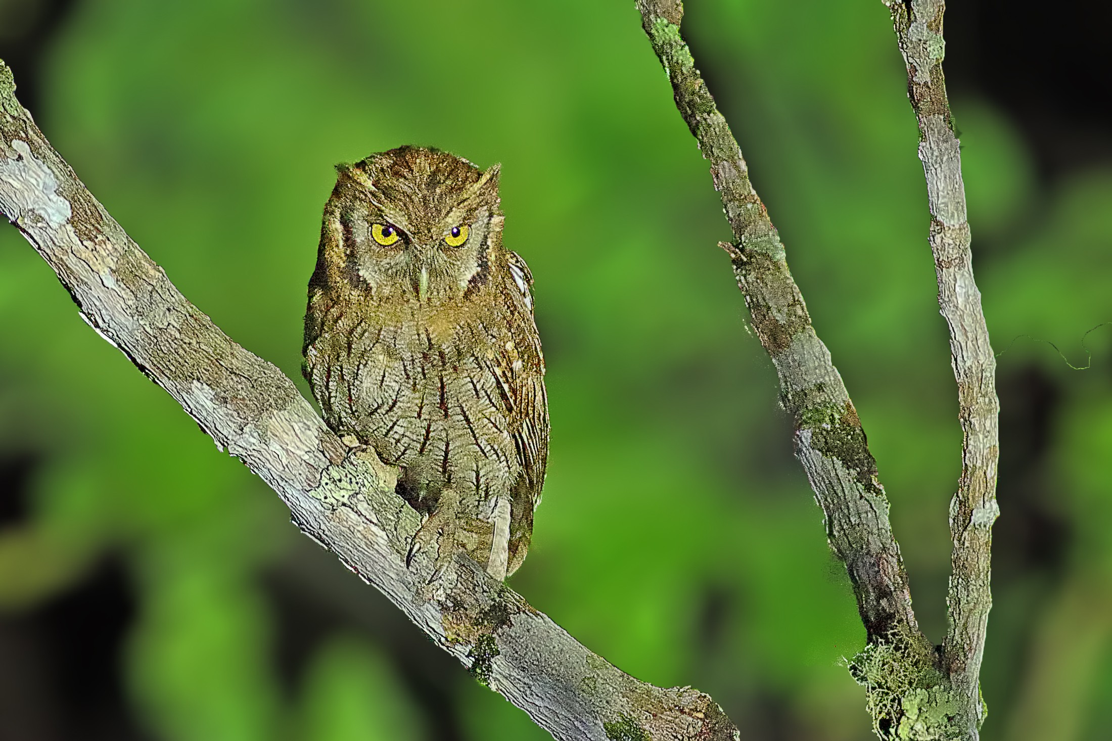 Tropical Screech-owl