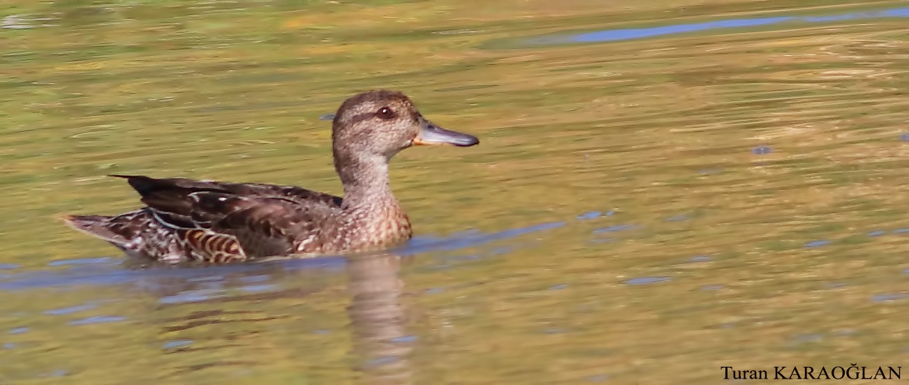 Çıkrıkçın