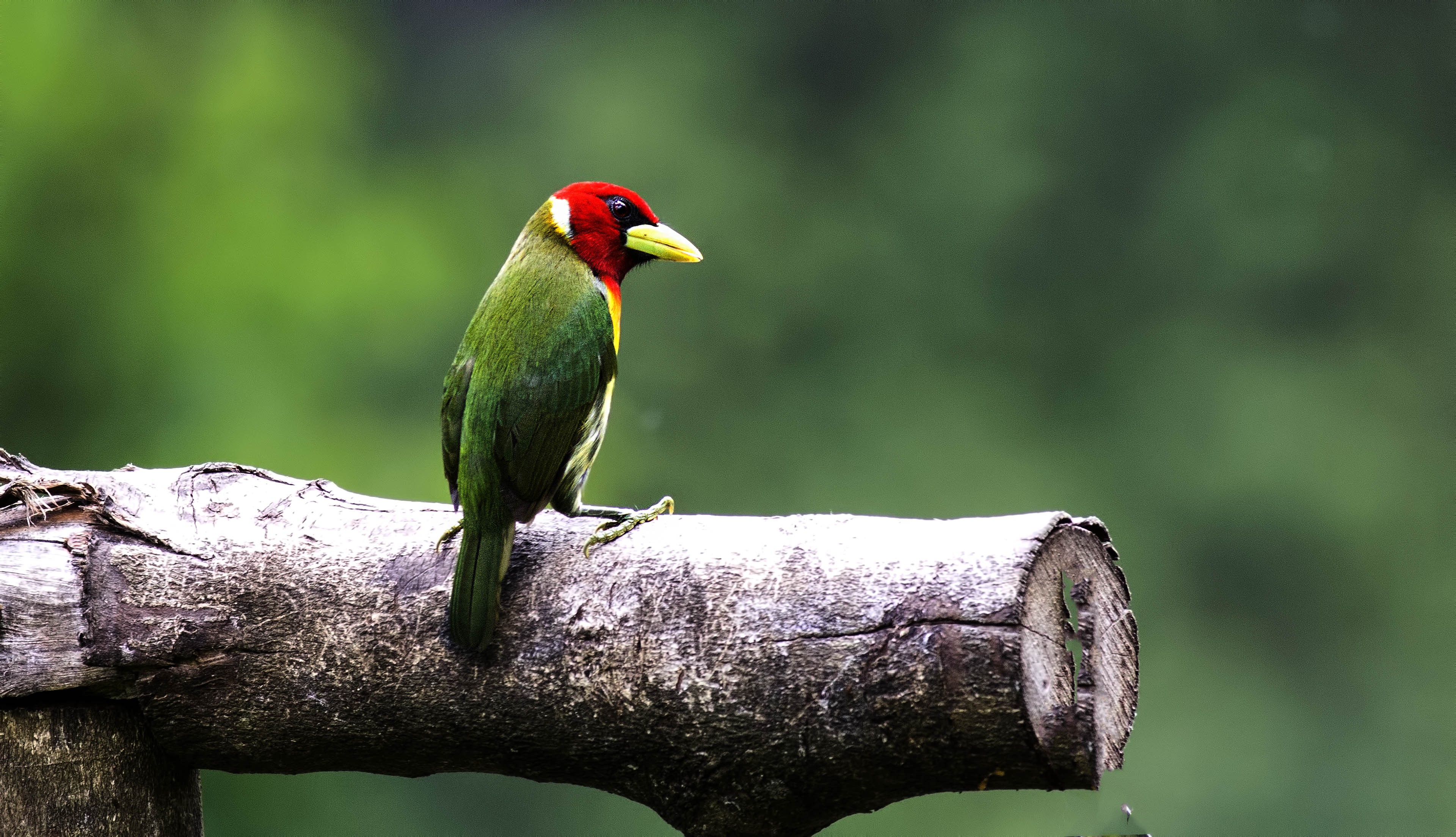 Red-headed Barbet