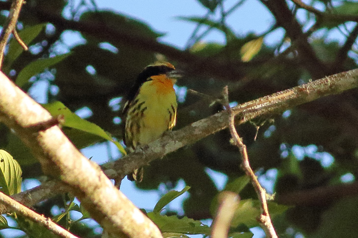 Gilded Barbet