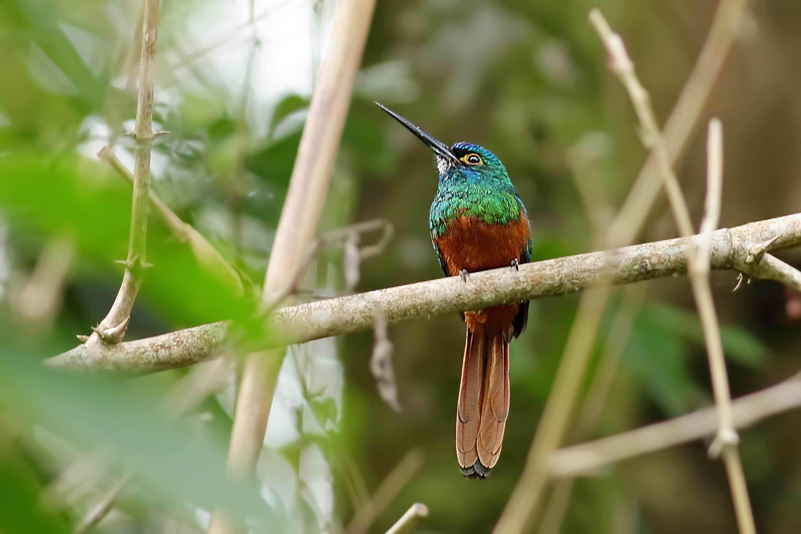 Coppery-chested Jacamar