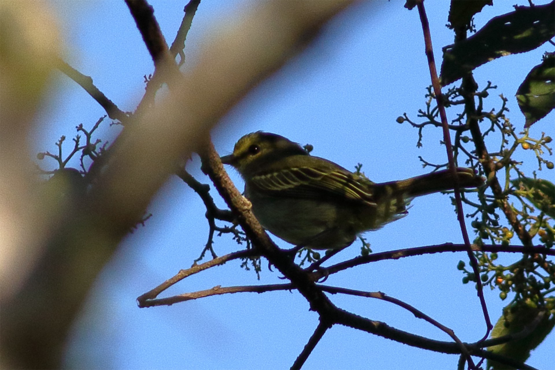 Short-crested Flycatcher